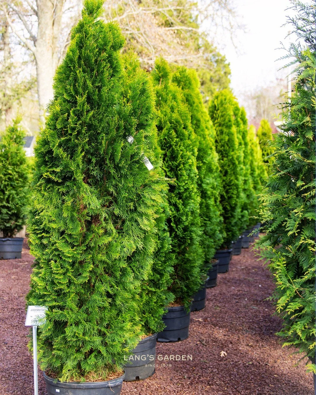 Hurricane &amp; nor'easter season is upon us. If your yard took more of a beating from the wind than you'd like, it might be time for a fence that grows.

A living hedge lets the wind filter through and slow down, so it bends instead of breaking, whi
