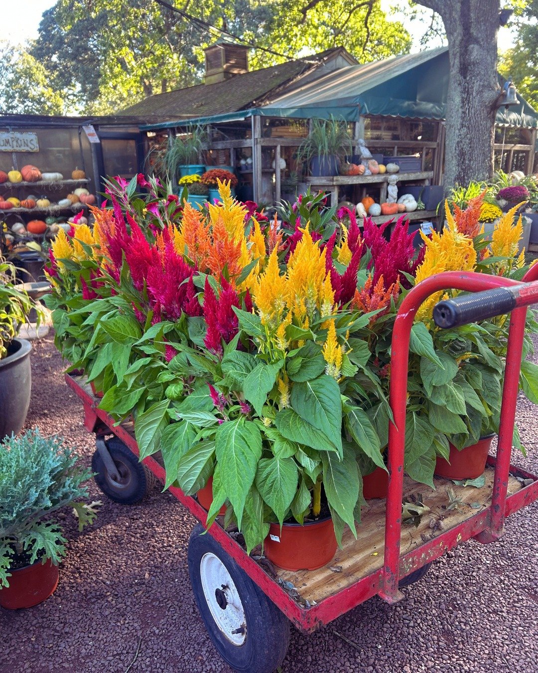 Fresh fall color is rolling in all the time here at Lang's 🍂 

Hot off the truck: mums with hundreds of buds about to burst open, brilliant celosia, cheerful pansies, dramatic purple fountain grass, and more! 🌾

All perfect for porches, planters, a