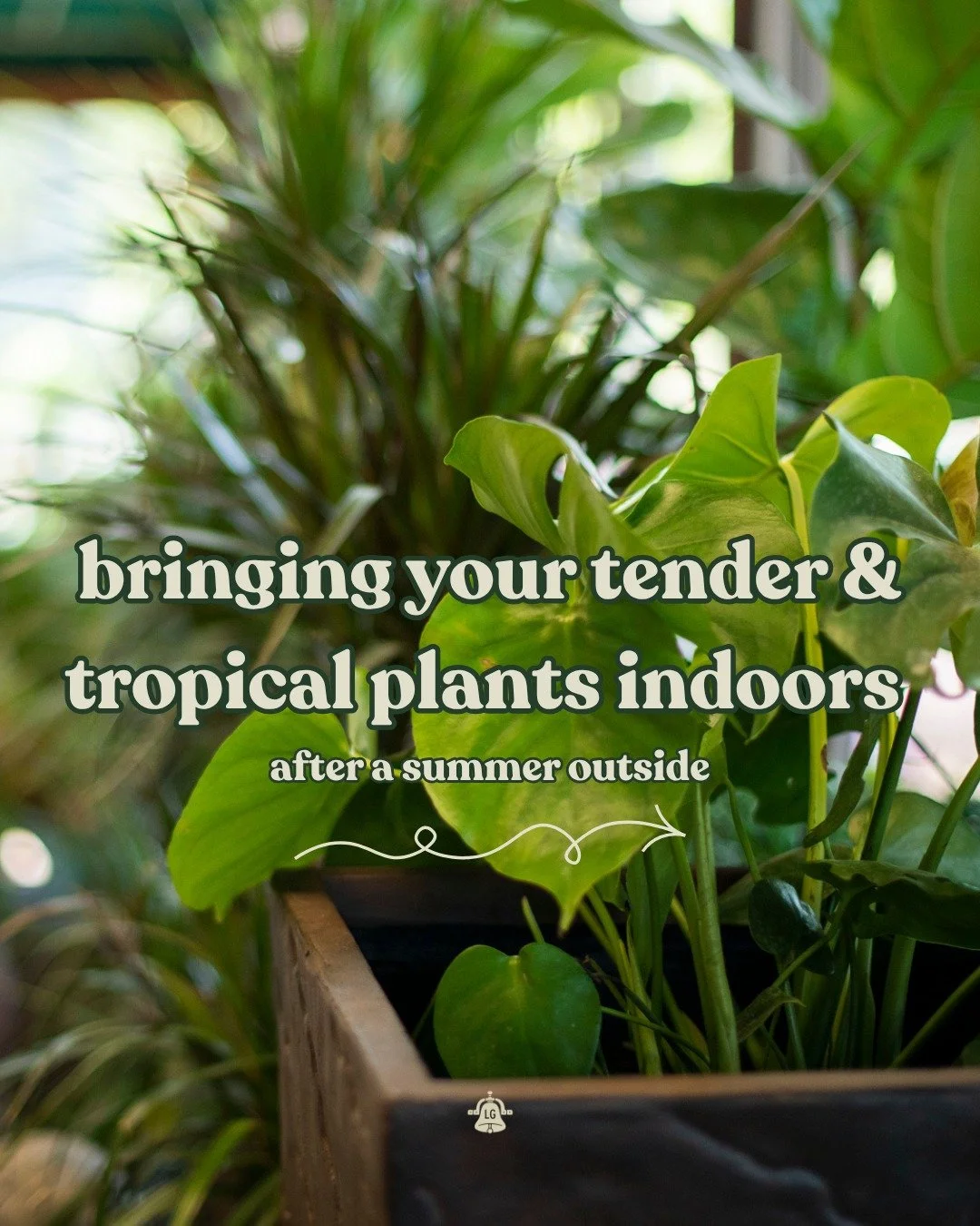 It's about that time! Once nighttime temps start dropping below 50&deg;F, your tender &amp; tropical plants should head inside for the colder season. Give them a little TLC before the swap indoors to ensure they adjust well and don't bring any unwant