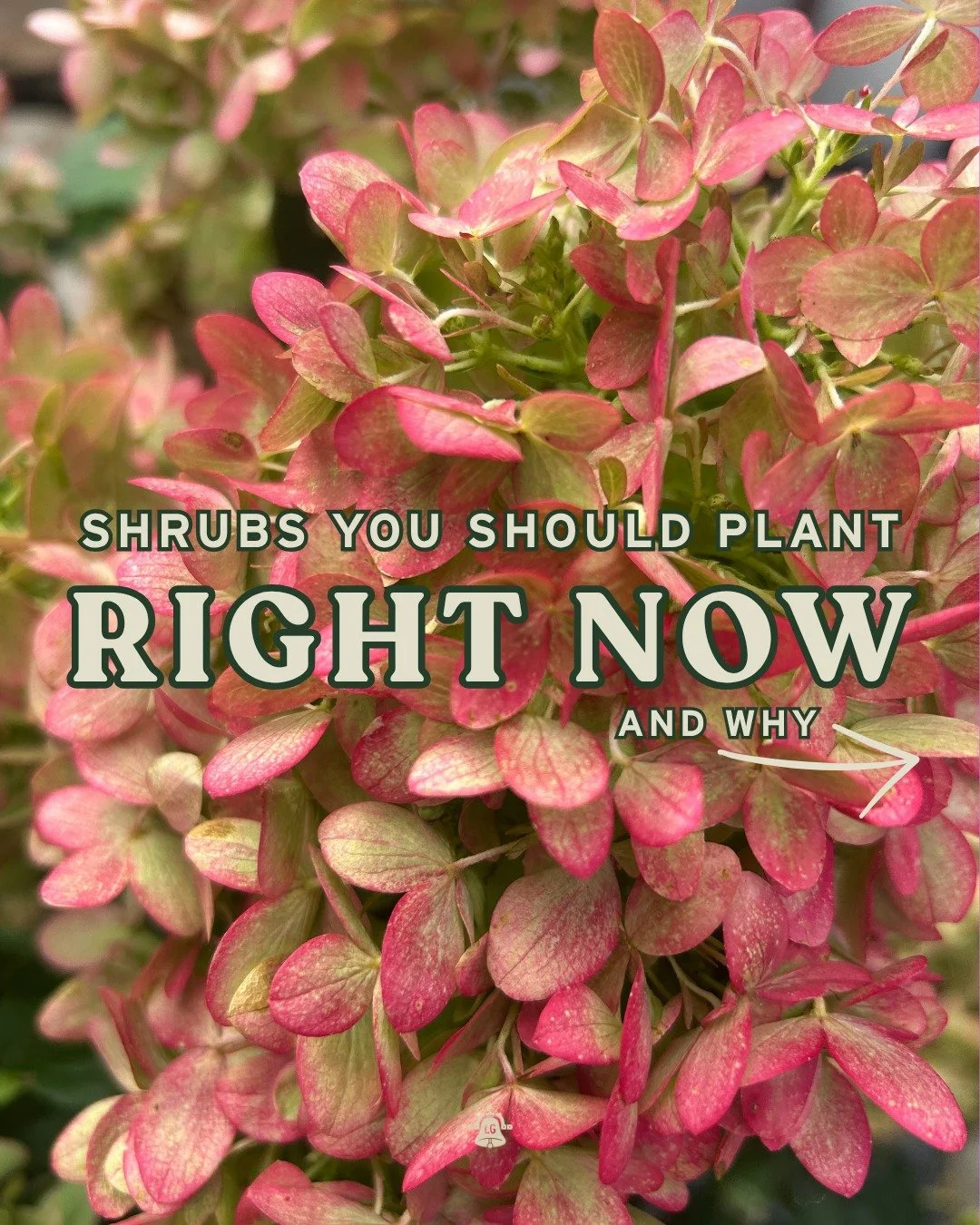 Shrubs you plant now settle in over the winter and come back stronger next spring, and these four look great while doing it, AND are in stock here at Lang's! ➡

Stop by and our team will help you pick the right shrub for your yard, plus you&rsquo;ll 
