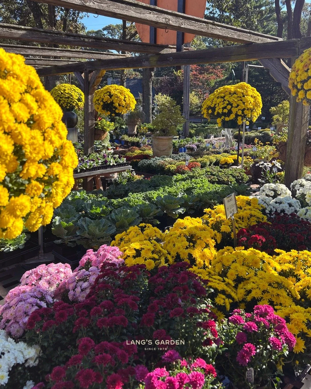 Every color of fall, all in one place 🌼 Mums, ornamental cabbage, kale, and pansies are stocked and ready for your garden beds, porches, fall arrangements, etc. 

Come see it in person, and take home your own slice!

📍 Lang's Garden Center - 2020 W