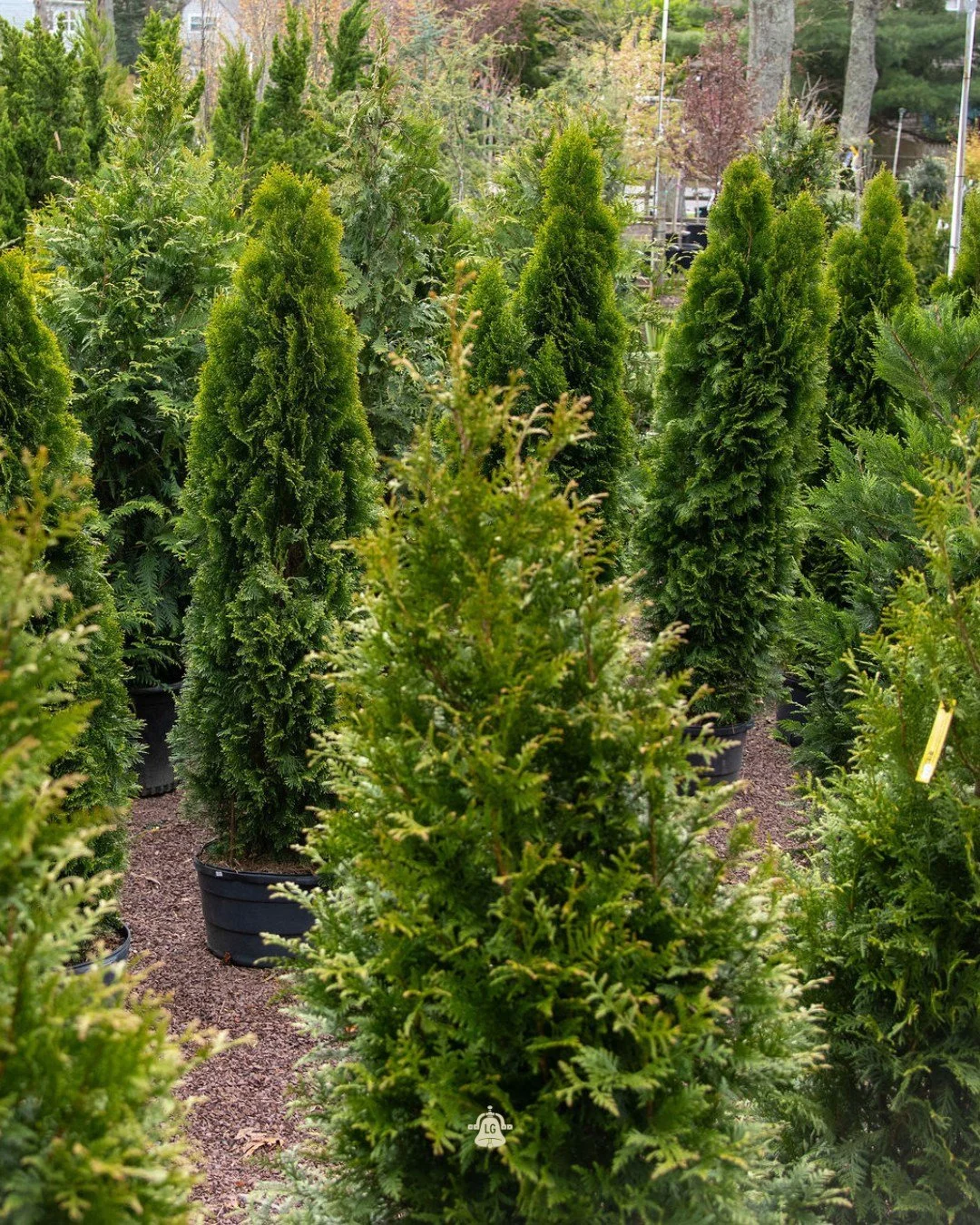 Deciduous trees are starting to drop their leaves, but evergreen trees stay green all year (hence the name). Plant a hedge of them and they&rsquo;ll give you privacy, block wind, and frame your yard through every season. 🌲🍂 

Get 20% off when you p