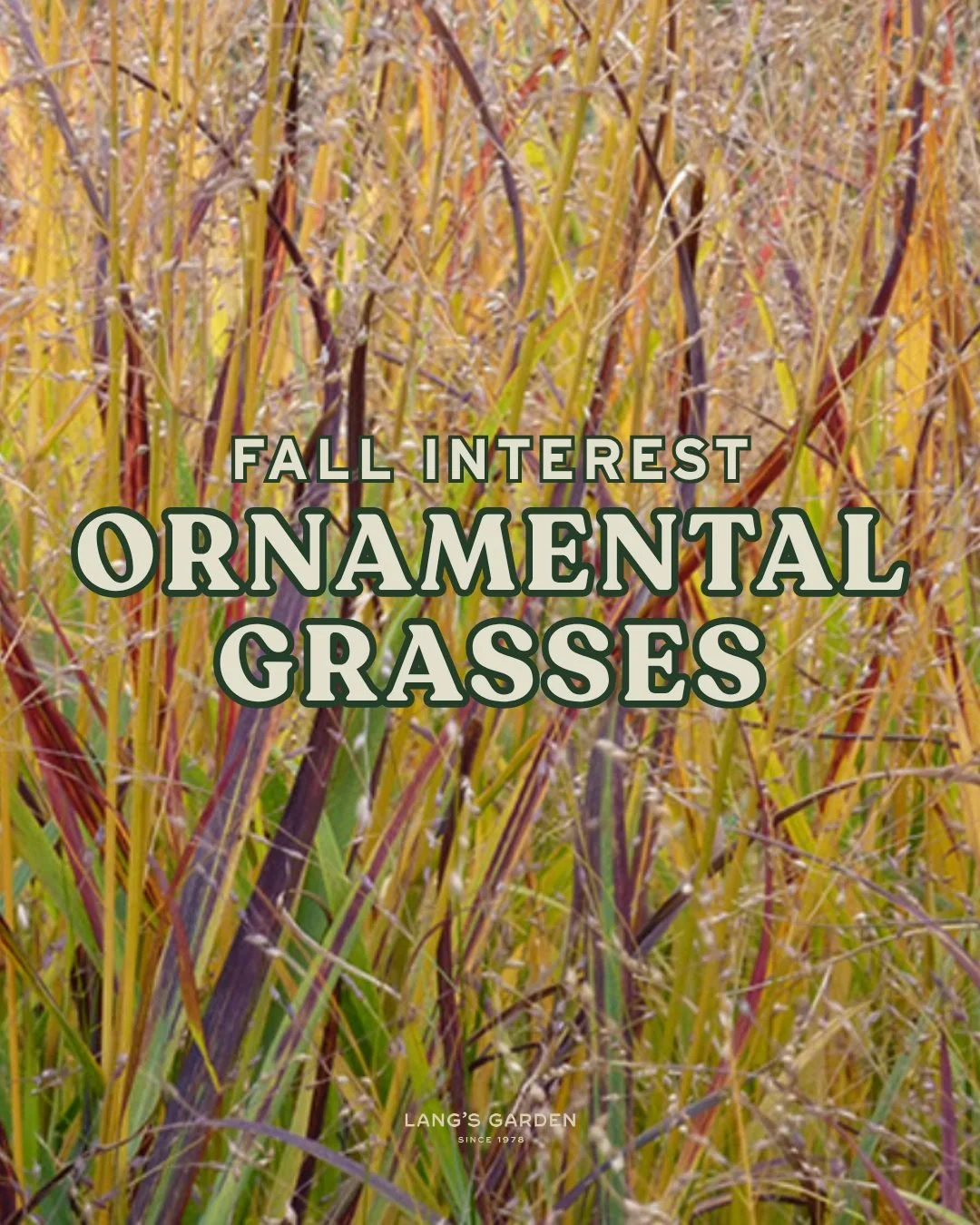 Fall is when ornamental grasses really put on a show 🌾

Soft pink clouds, purple plumes, and golden feathery spikes are exactly what your garden needs to stay vibrant after summer blooms fade.

Swipe through for our favs. ➡
See one you like? They&rs