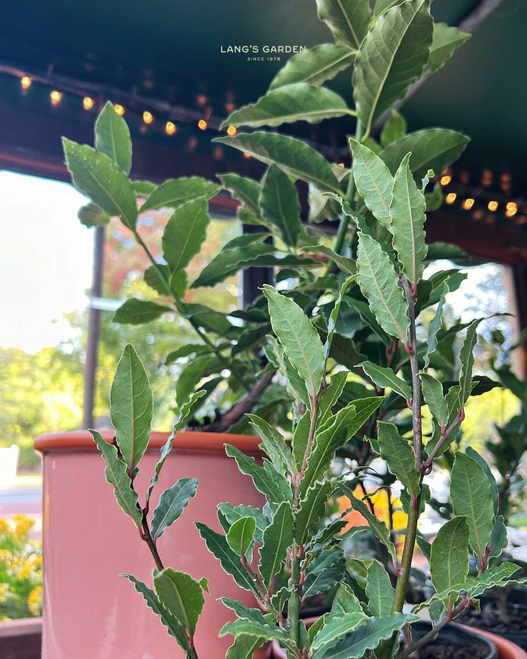 A kitchen witch essential: the Bay Laurel ✨🍃

Every good kitchen needs a little magic, and Laurus nobilis brings plenty. Keep one on a sunny windowsill and snip fresh leaves whenever a recipe (or a mood) calls for it.

🍲 Soups &amp; stews: one fres