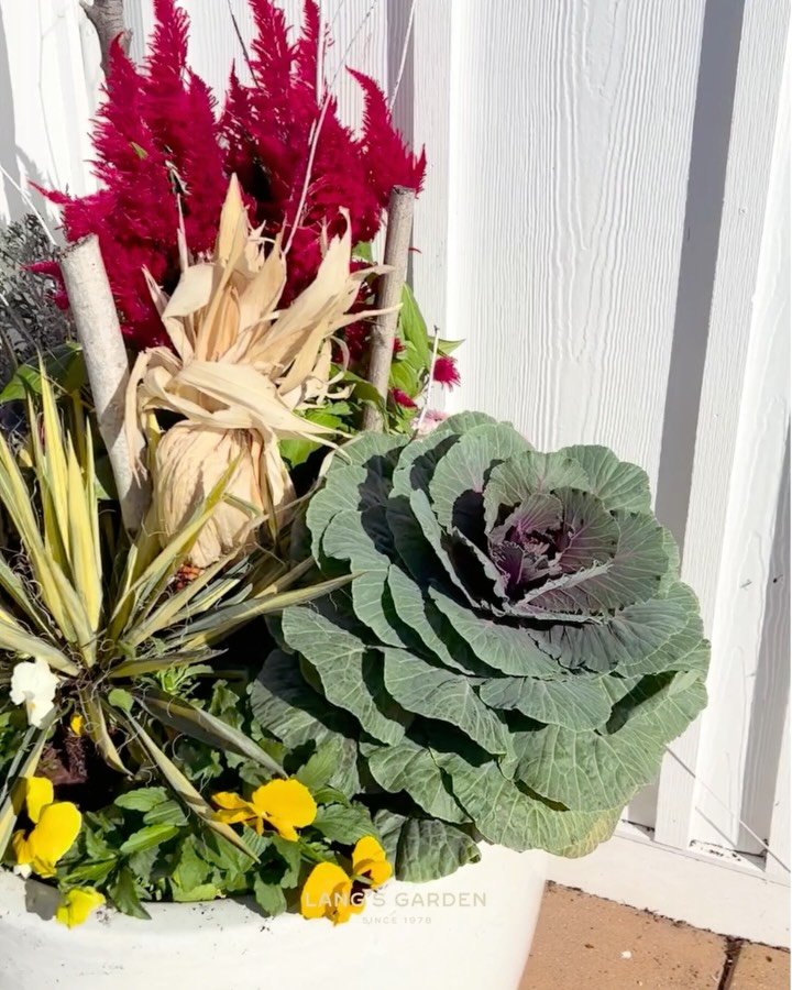 Already have fall plantings in? We can bring them to life! 🌿
Same planter, a whole new vibe. Swipe for the before ➡️

Let us refresh what you&rsquo;ve got or design something new. Our designers create the arrangements and swap them every season, all