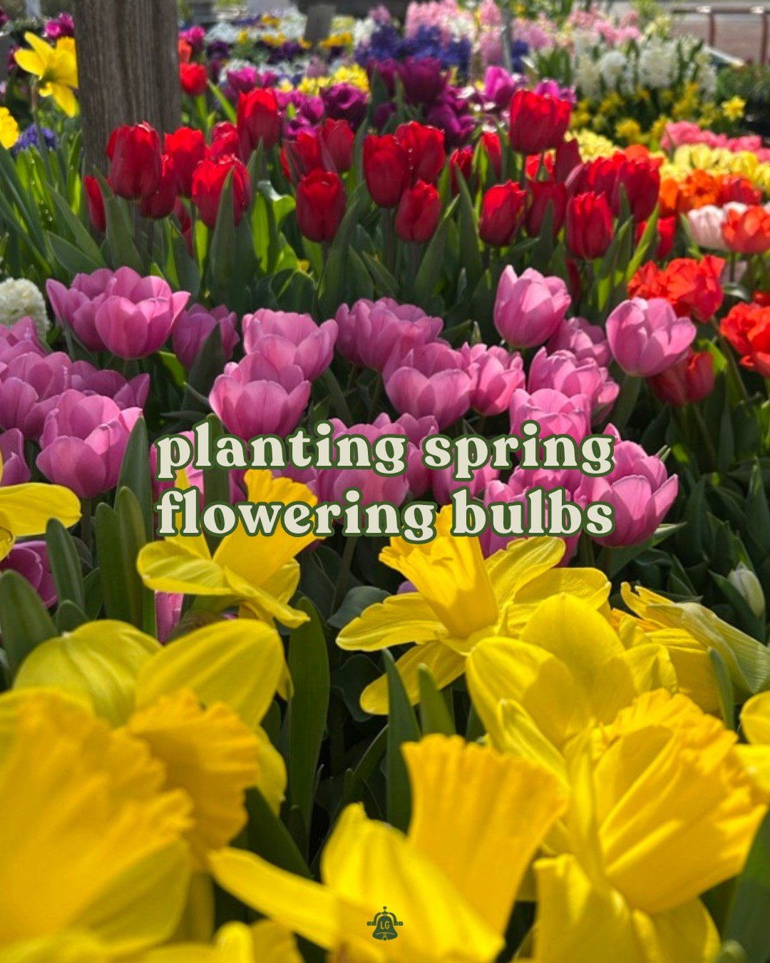 Wondering why there are spring flowers in your fall feed? Because the secret to a colorful spring is planting bulbs right NOW 🌷

Swipe for our spring-flowering bulb planting guide and save it for planting day 📌. Plant now, thank yourself later! 

?