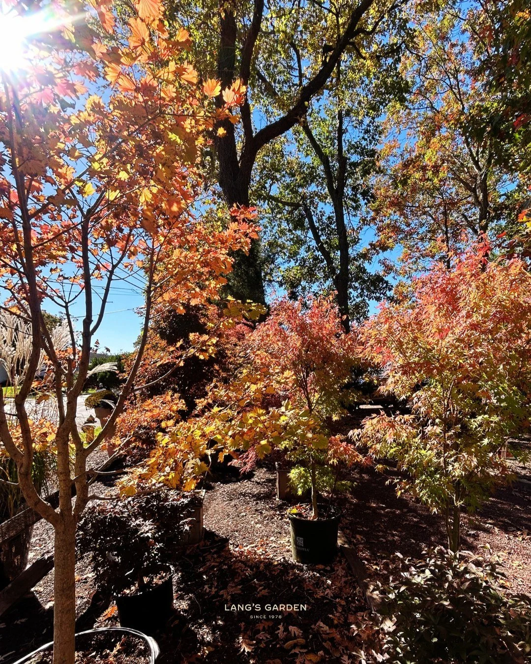 Some corners of the garden really steal the show this time of year, and right now our maple selection is showing off 🍁

Those fiery reds, glowing oranges, and golden yellows are hard to walk past. Want that kind of fall color in your own yard but fe