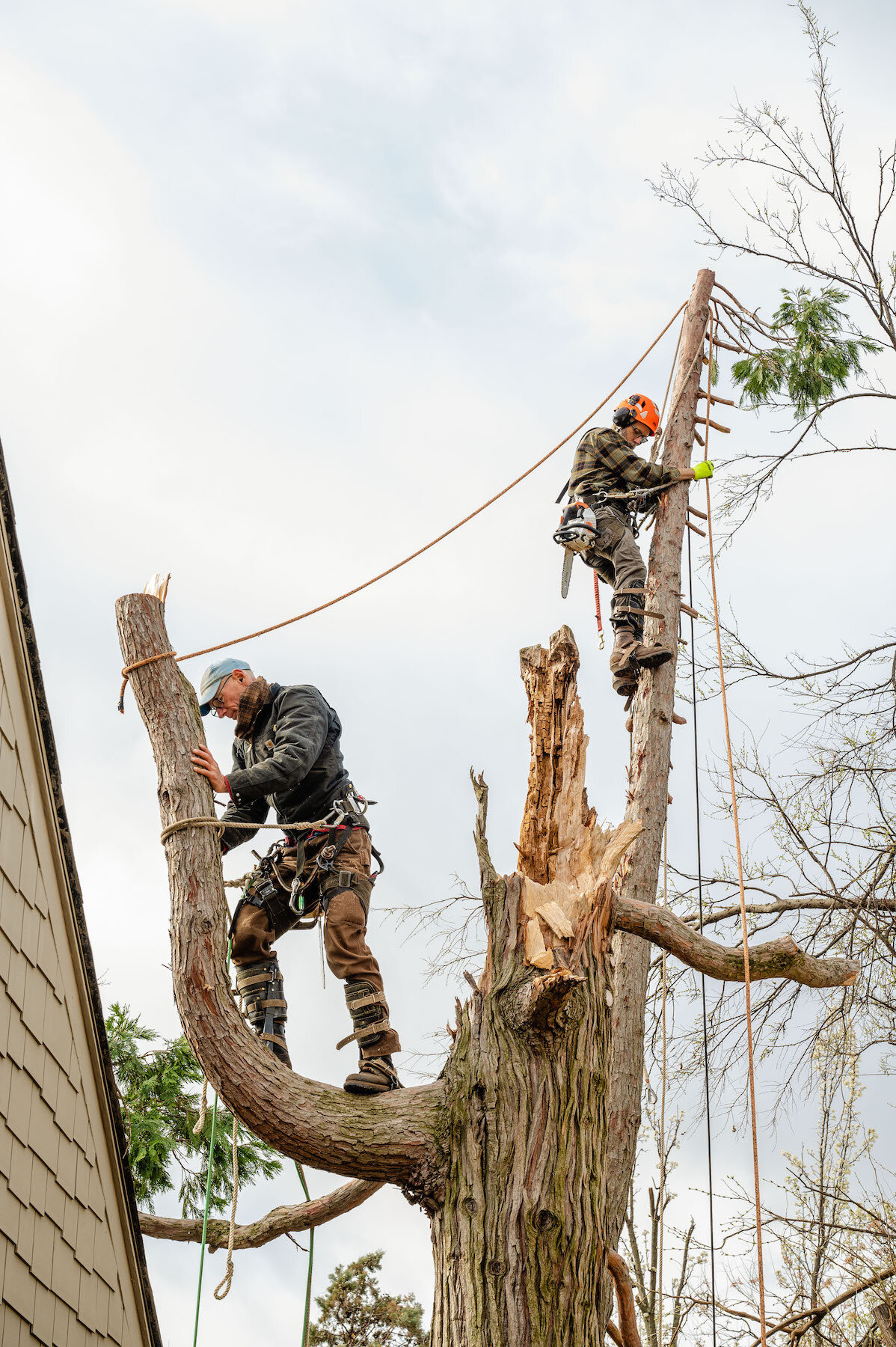 2021 Three Crosses Tree Service -03- 5810 copy.jpg