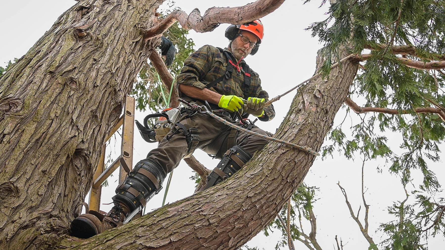 2021 Three Crosses Tree Service -10- 5788 copy.jpg