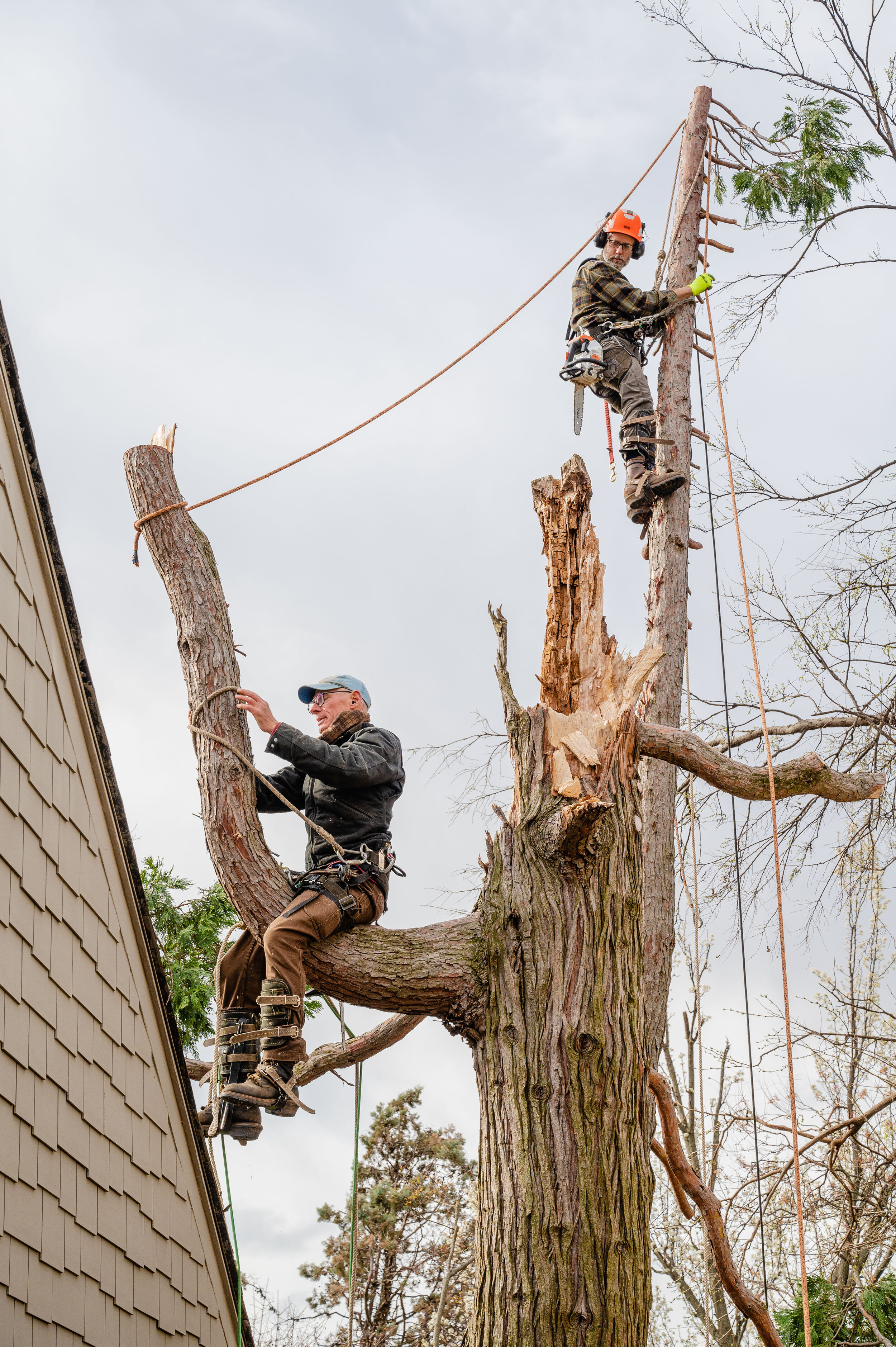 2021 Three Crosses Tree Service -04- 5813 copy.jpg