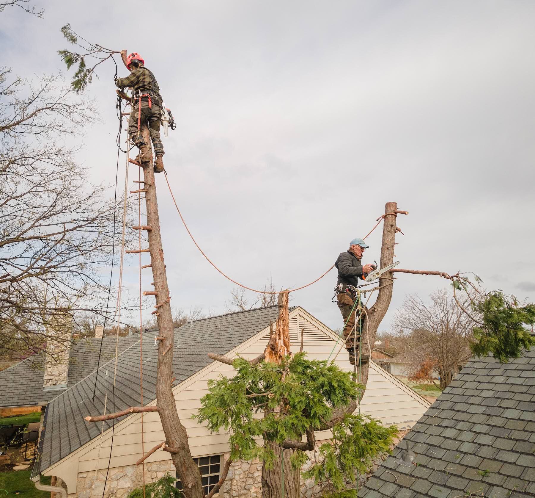 2021 Three Crosses Tree Service -09- 0210 copy.jpg