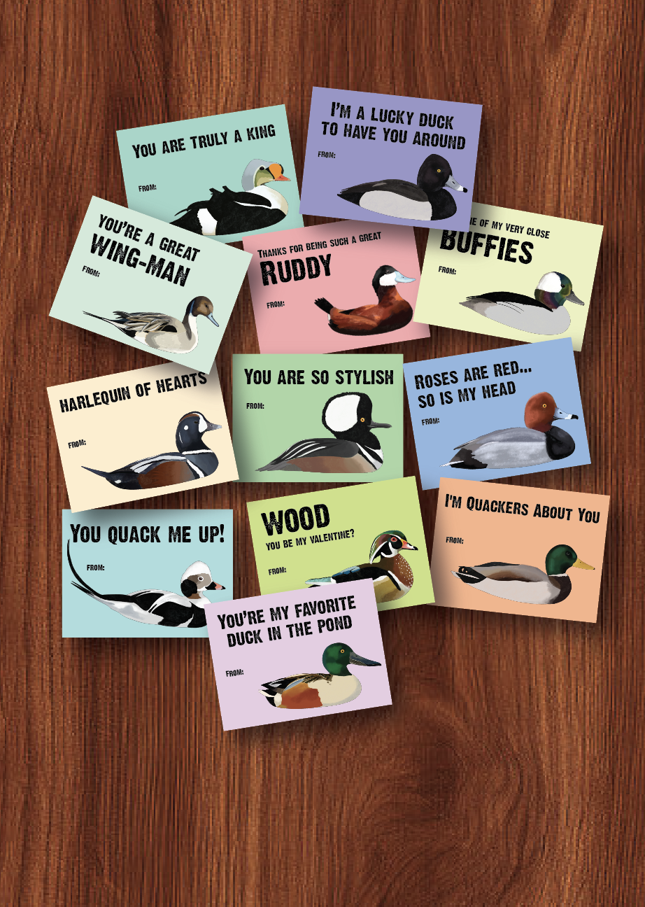 Duck Valentine's Day Cards