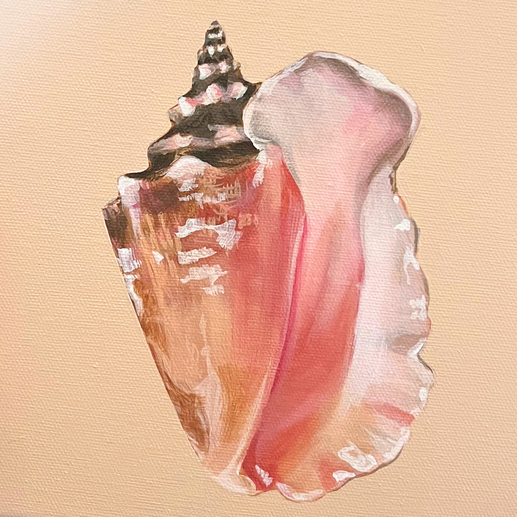 Florida Conch