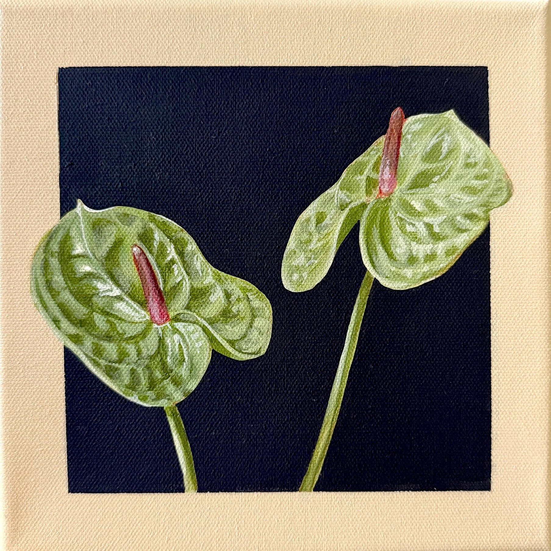 Green Anthurium
