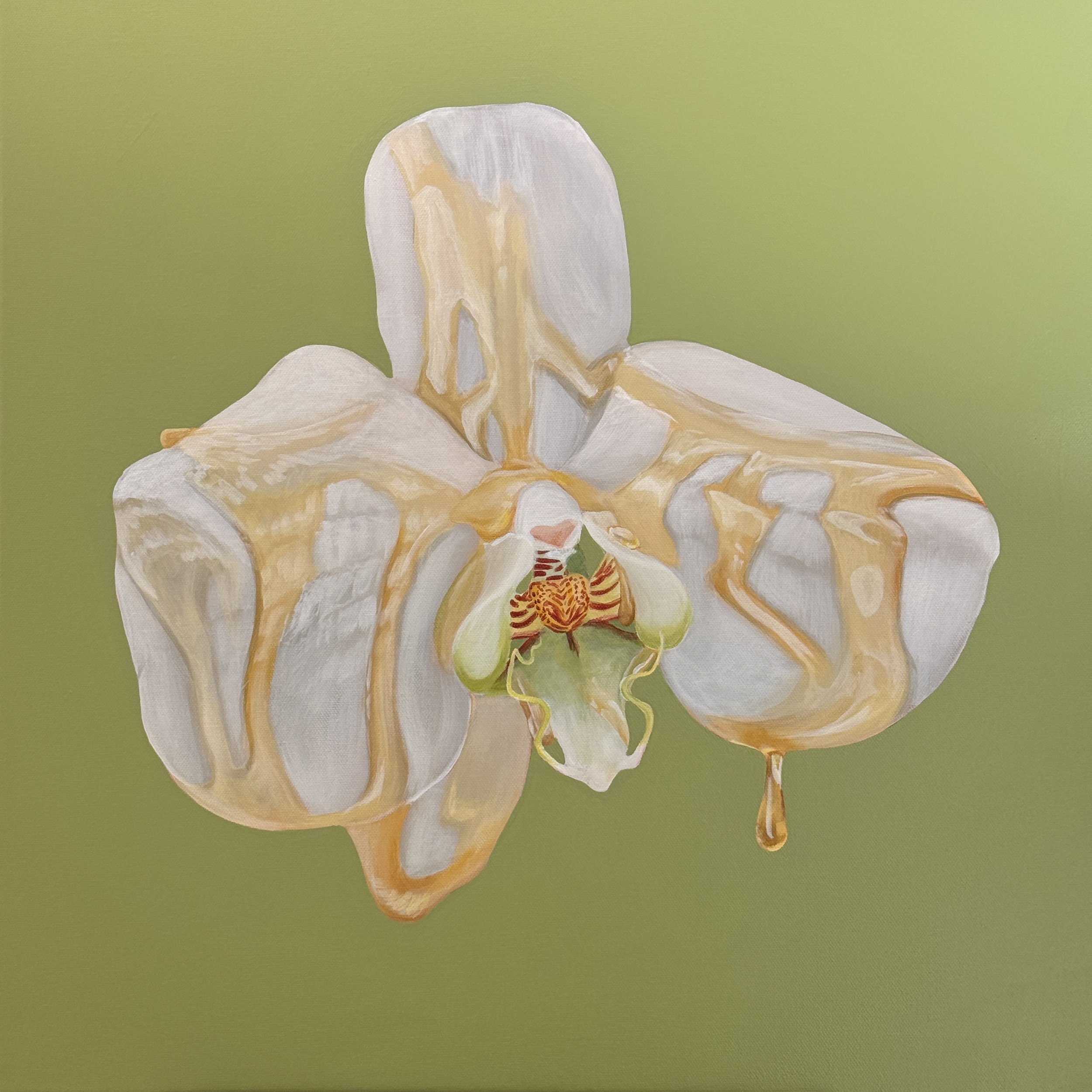 white orchid
