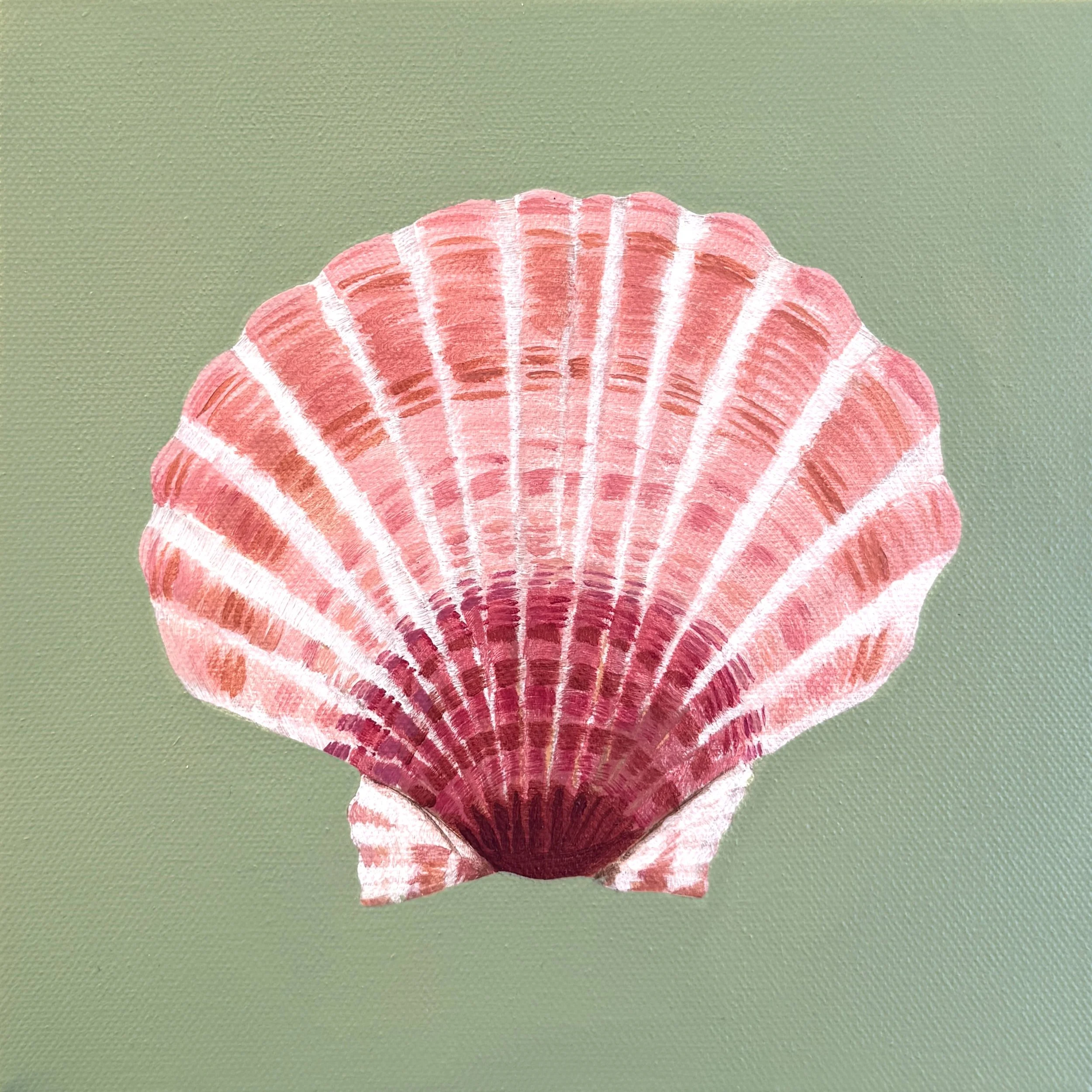 SUNSET SCALLOP.jpg