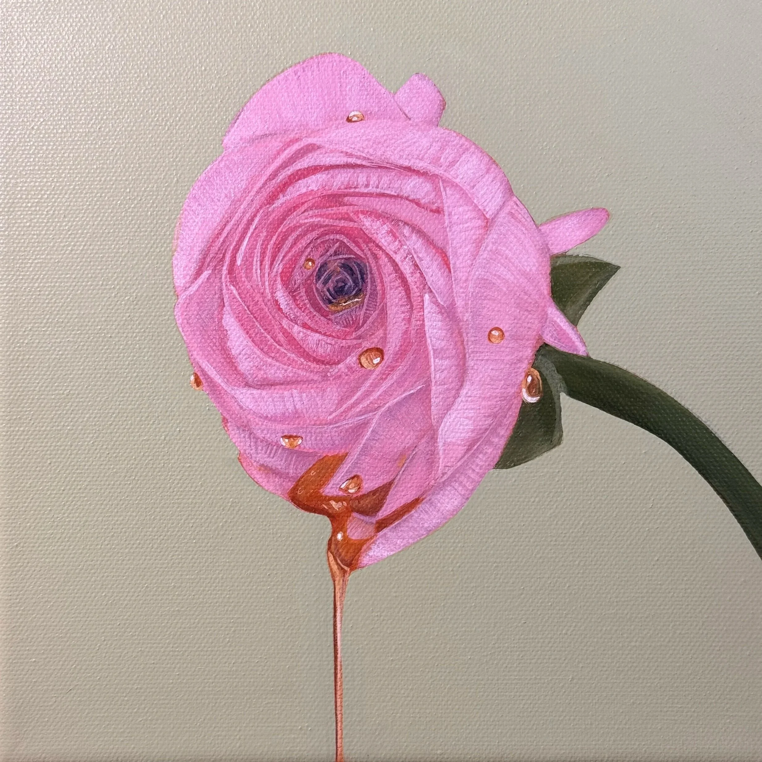 pink ranunculus
