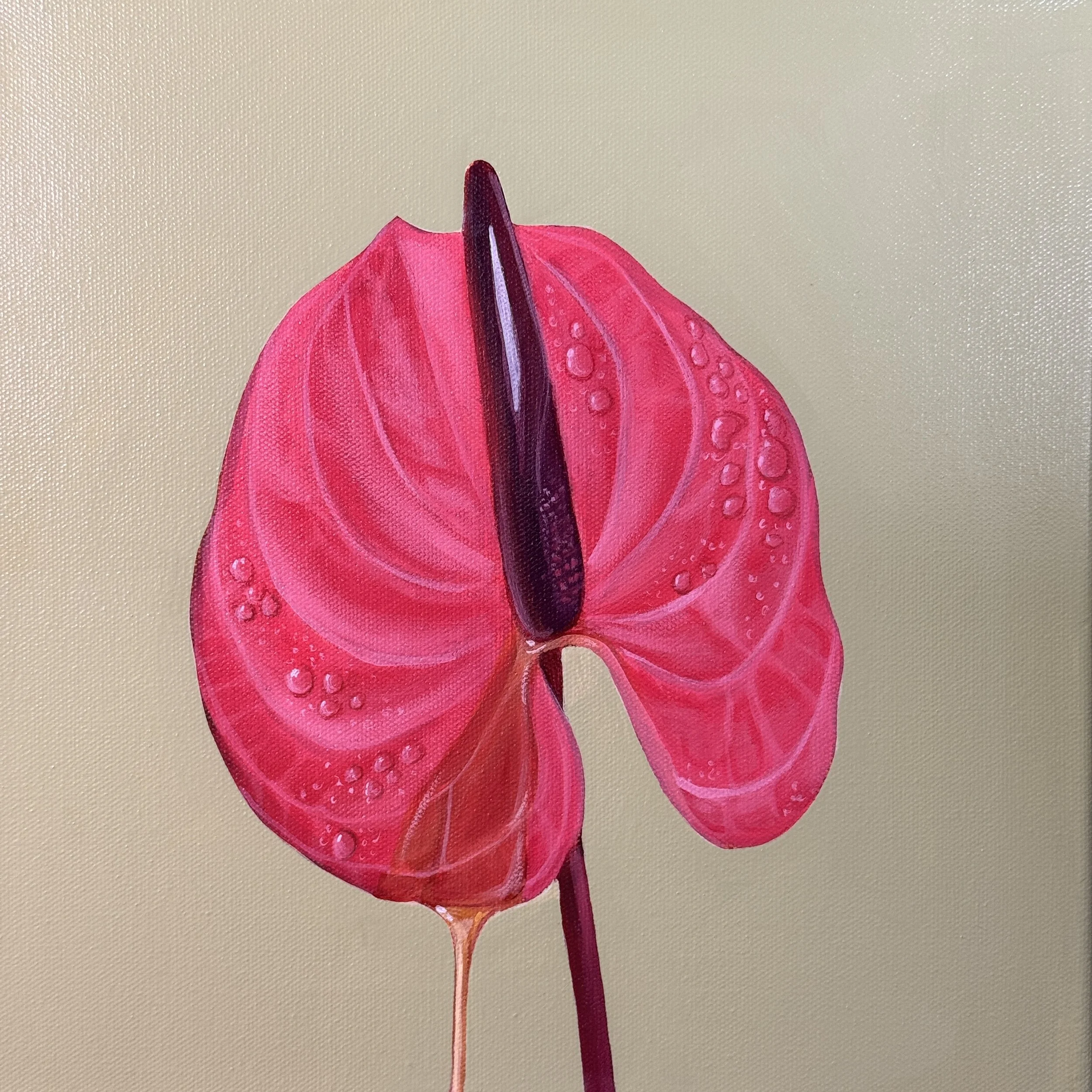 pink anthurium