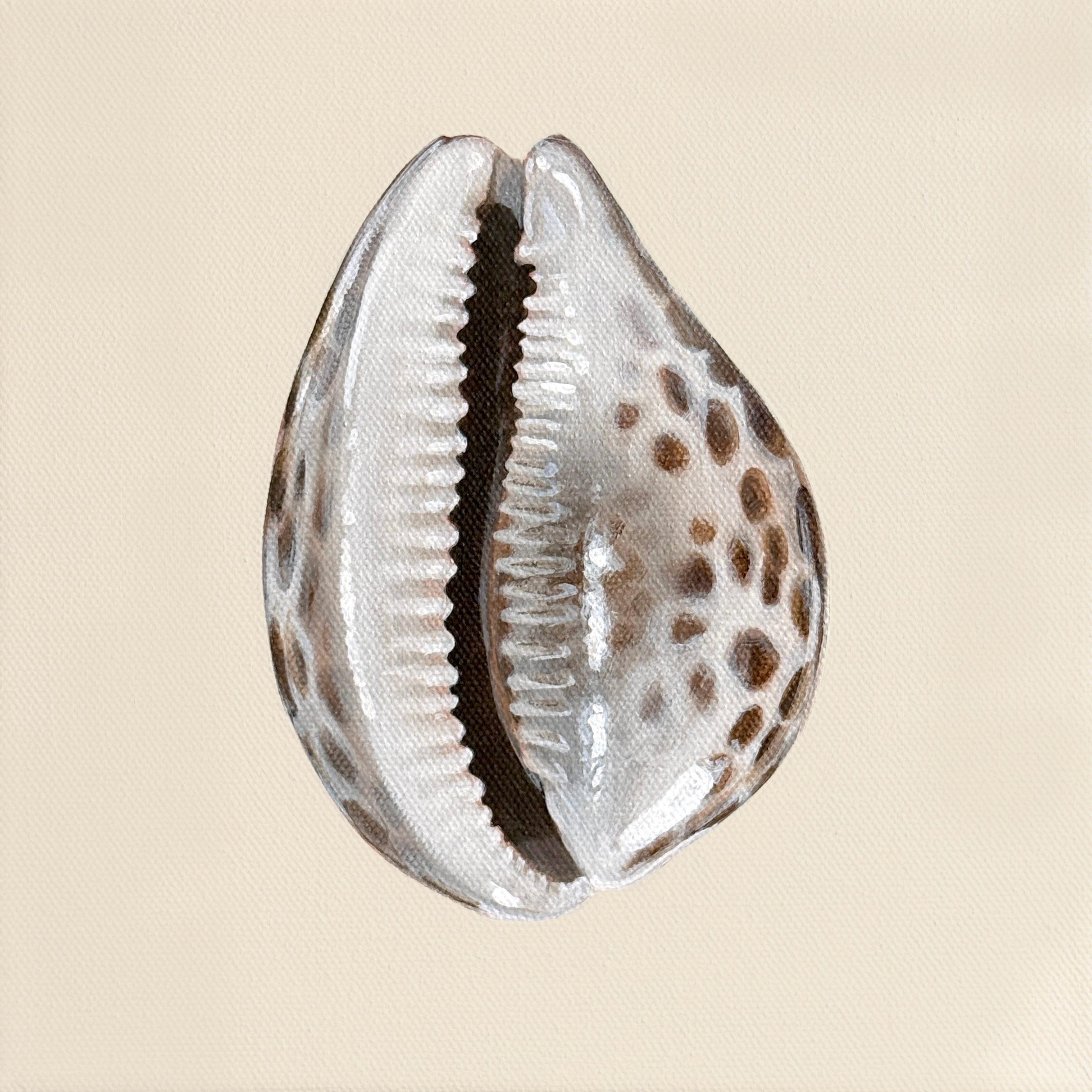 Cowrie.png
