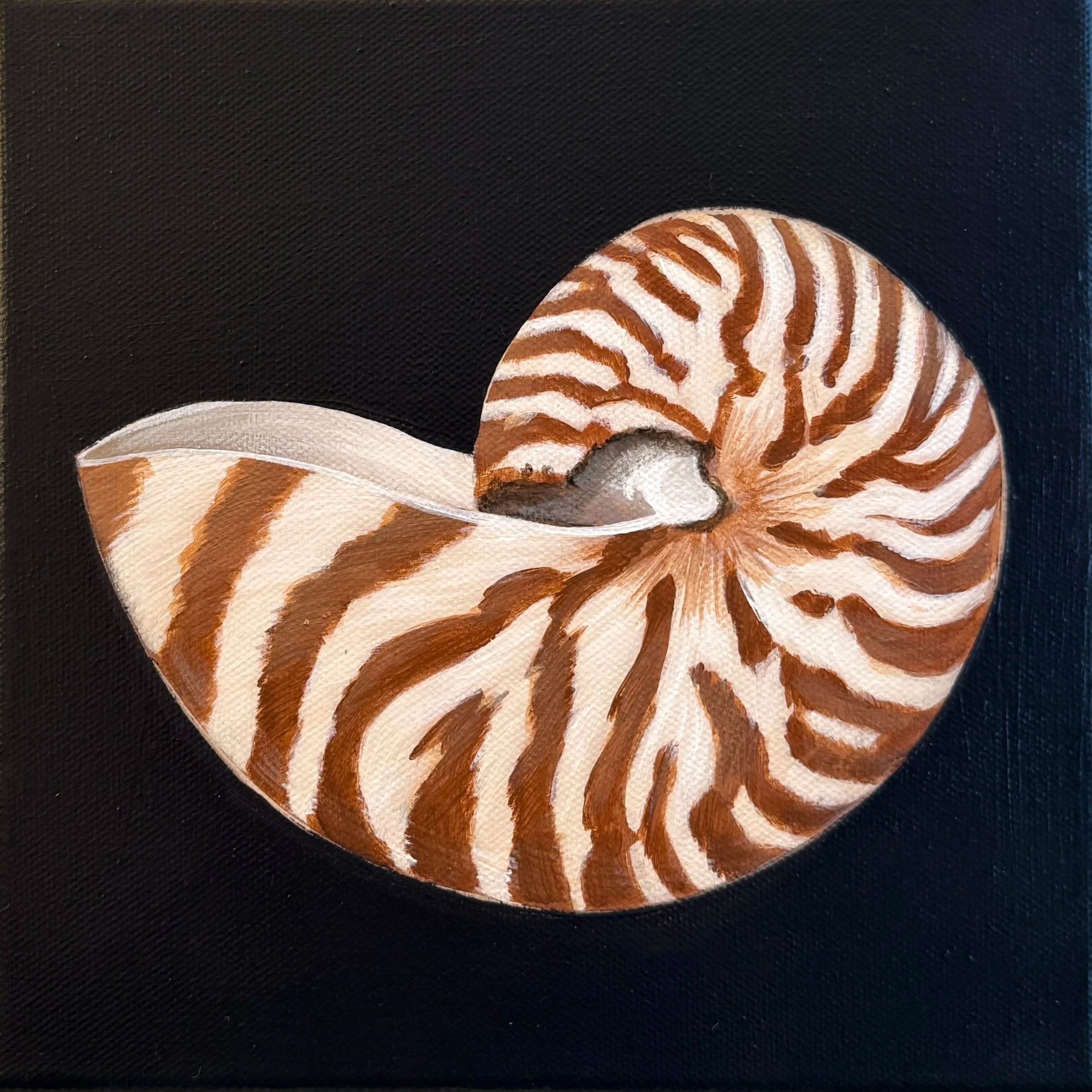 Nautilus