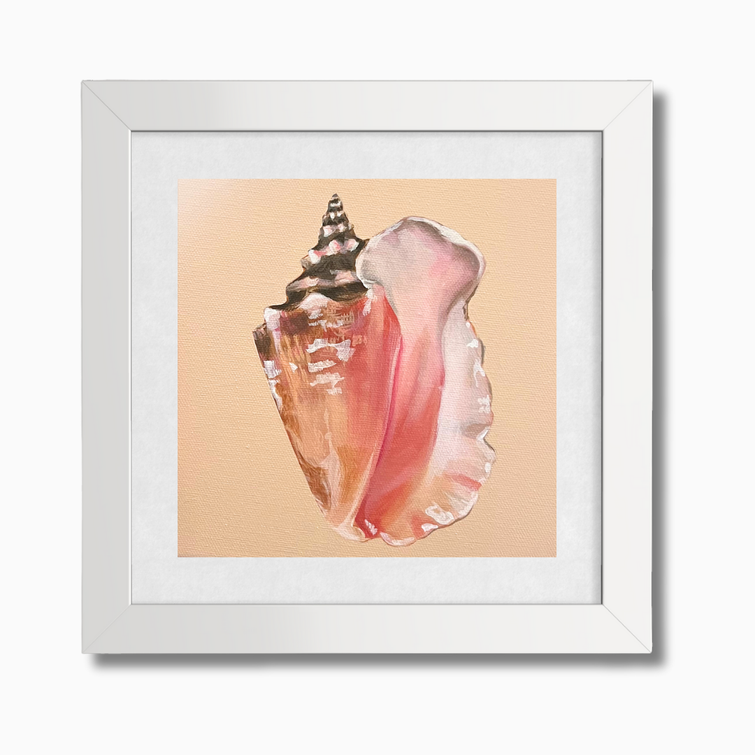 Florida Conch