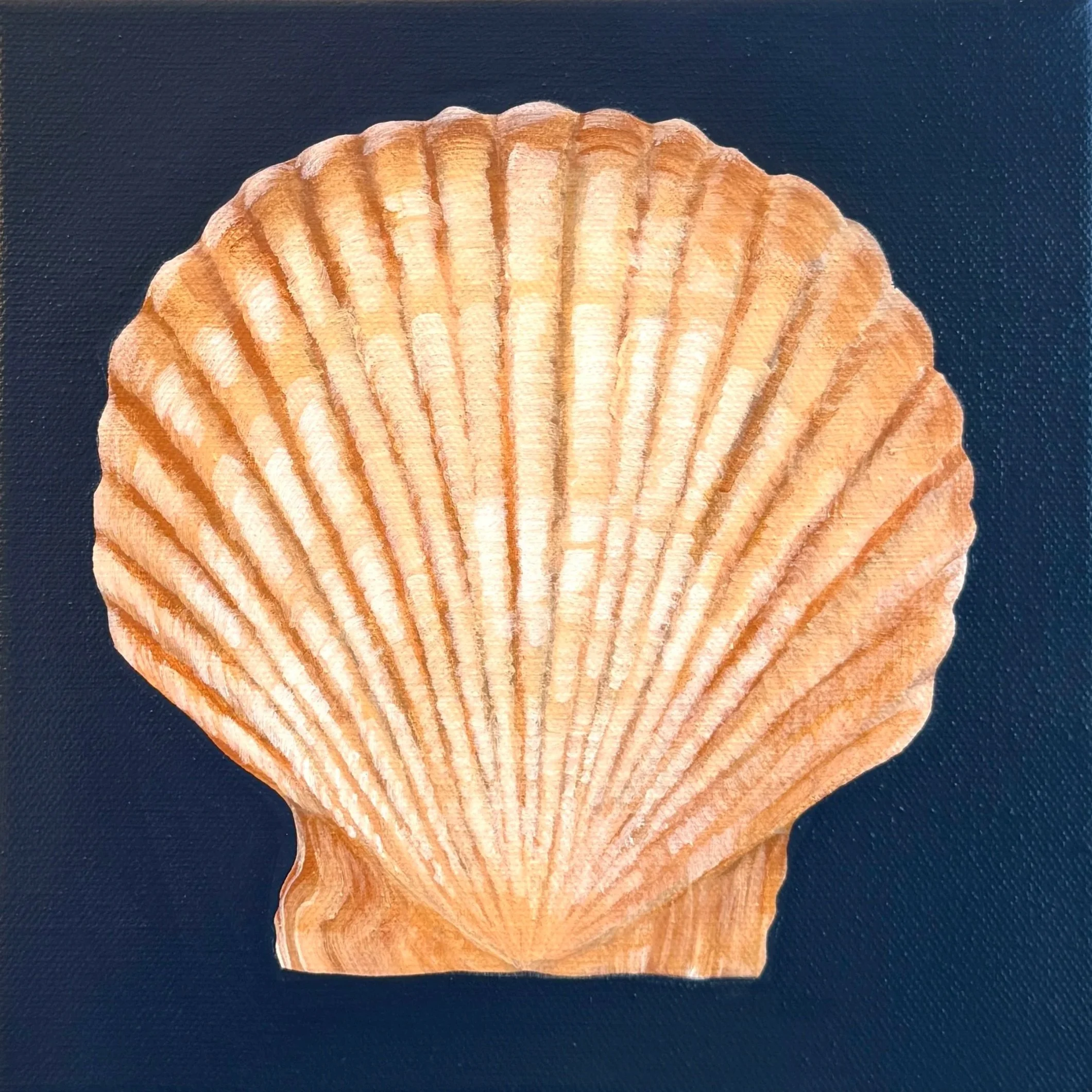 Coastal Scallop