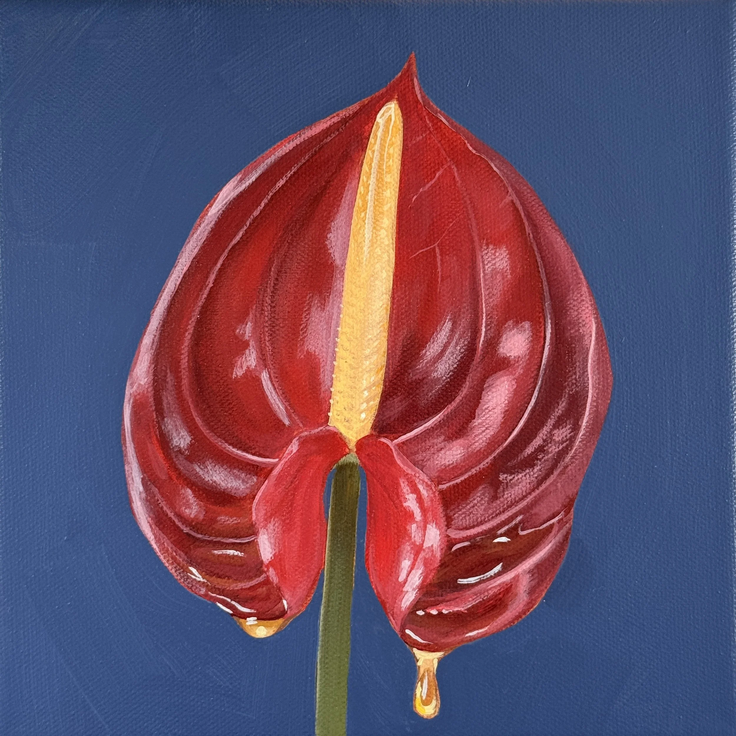 red anthurium