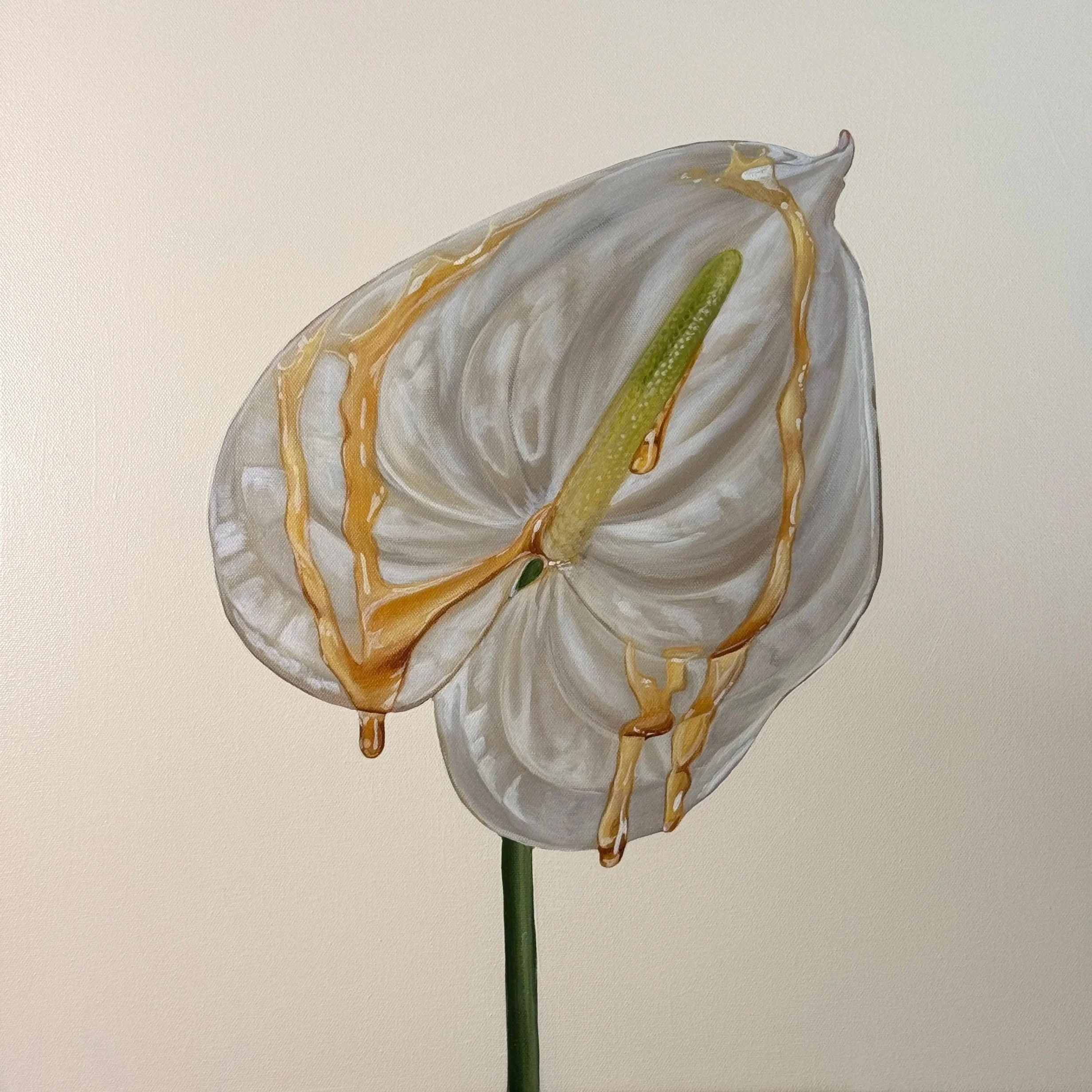 white anthurium
