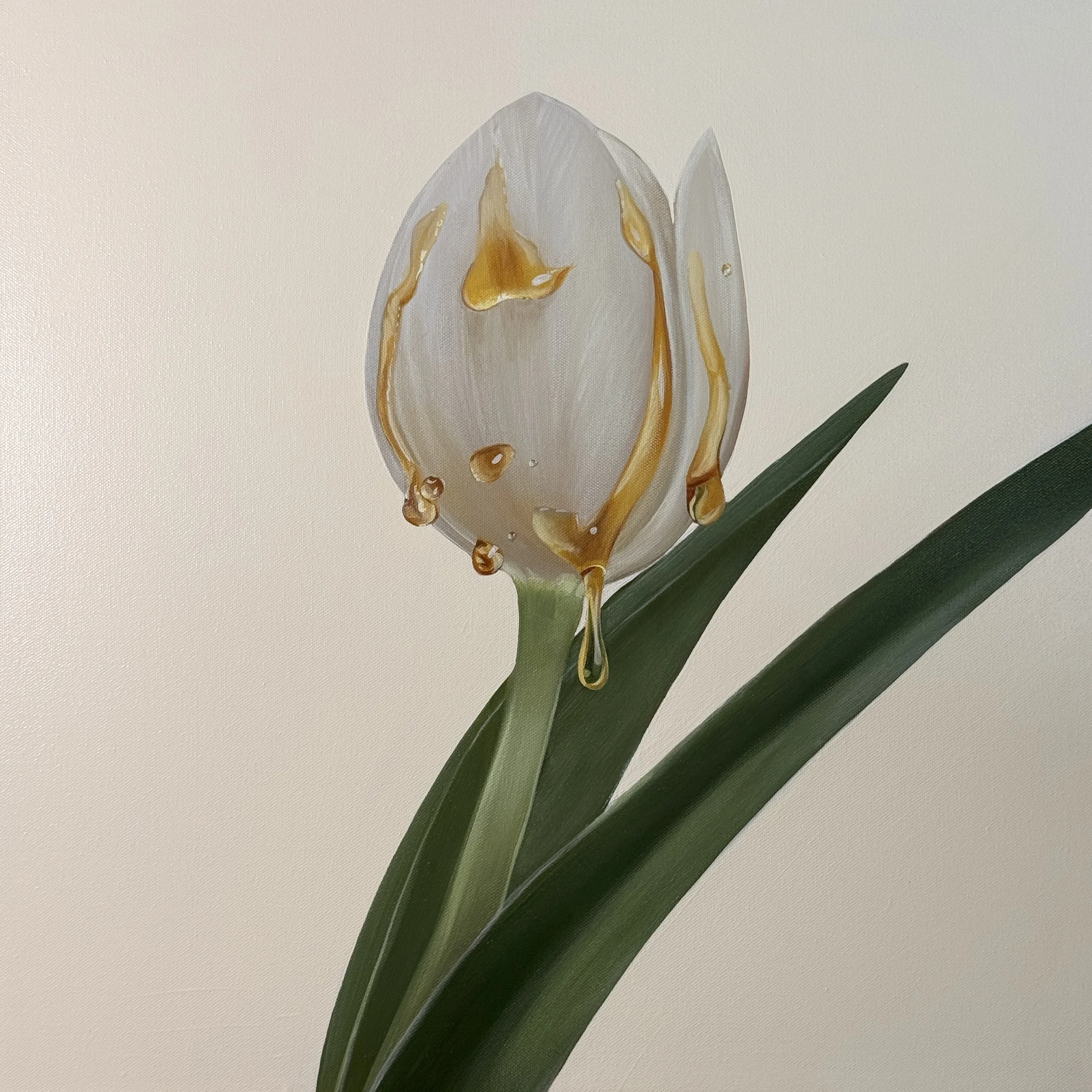 white tulip