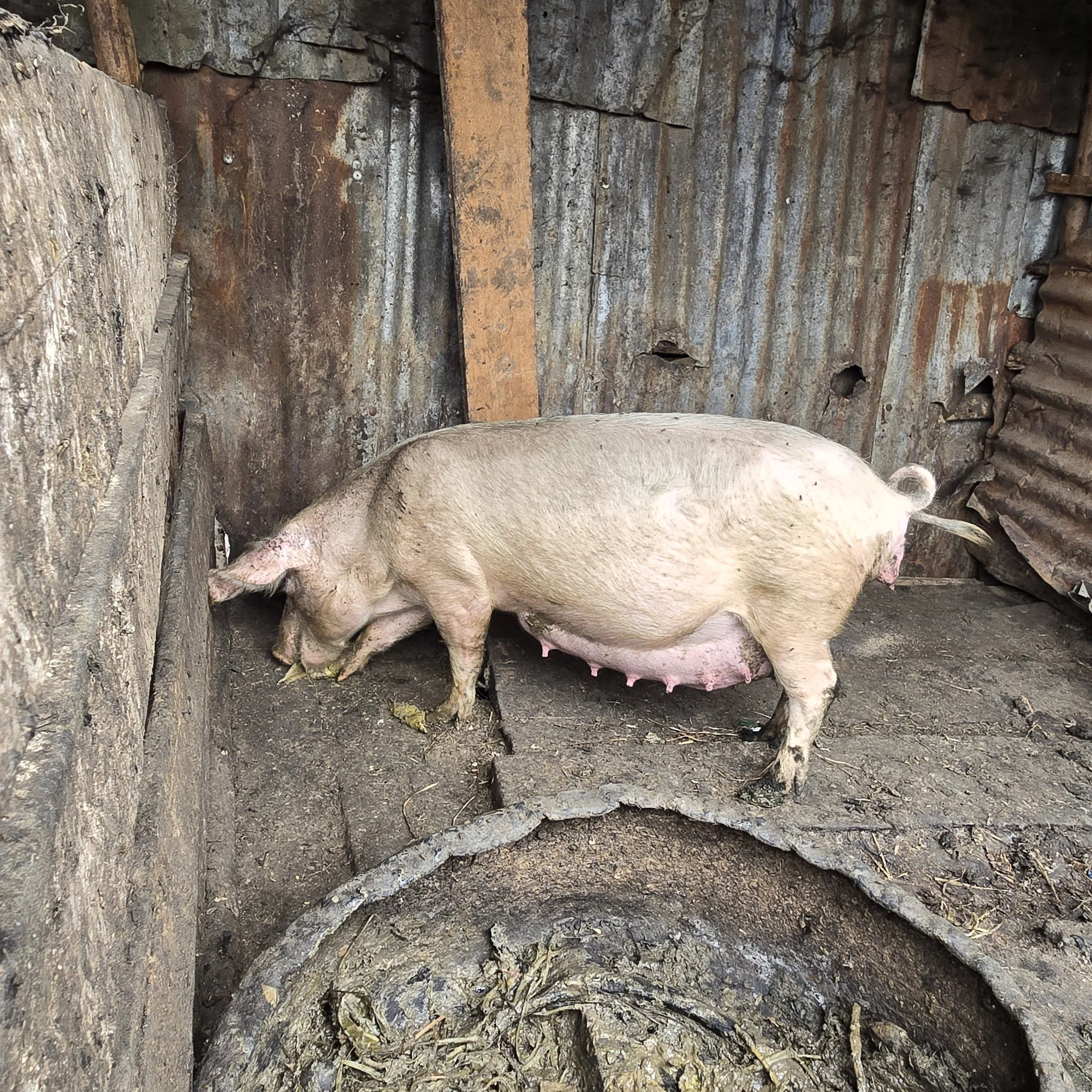 7 Expecting Pig.jpg