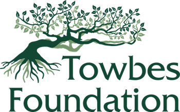 Logo of Towbes Foundation with a stylized tree and roots.