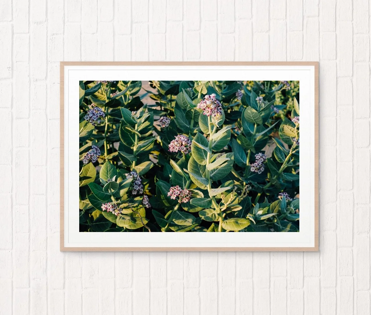 plants.jpg