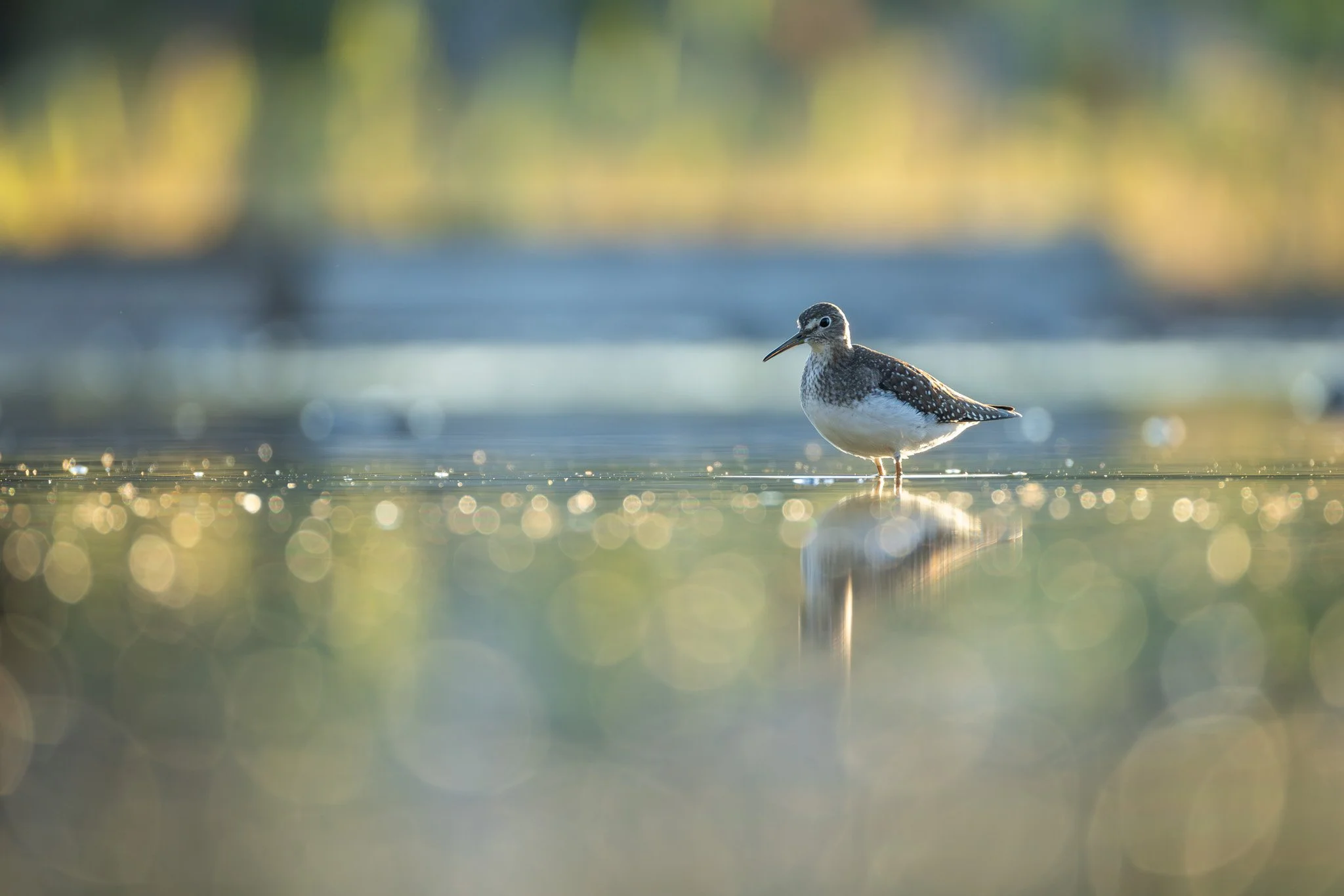 Taking Better Wildlife Photos