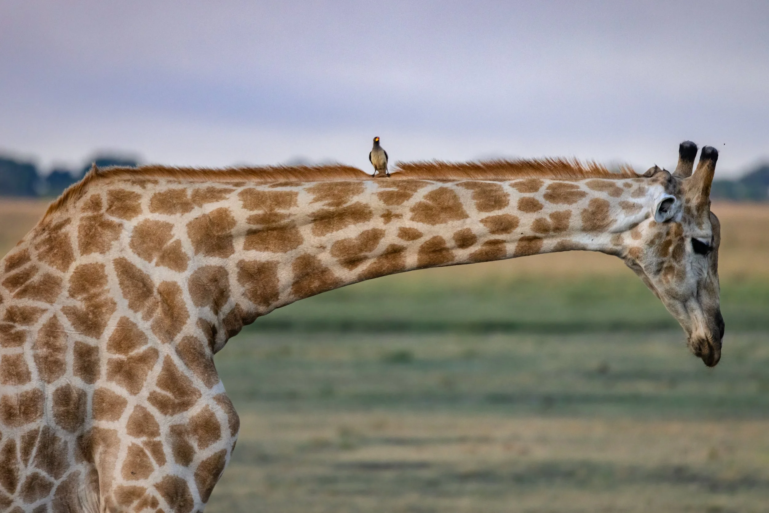 @kristopherandres Afica5 OFFBEAT Photography.jpeg