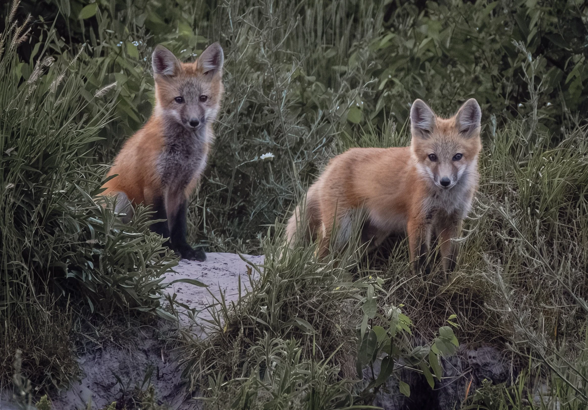 Tara Suppes - Wilds of Waterton