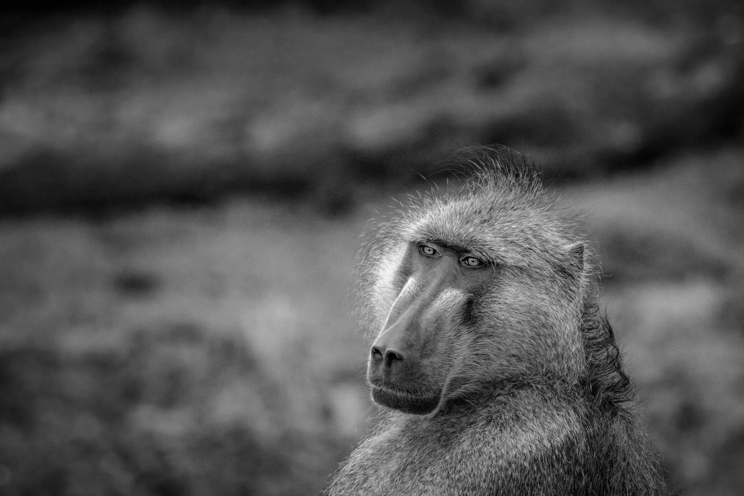 @kristopherandres Afica10 OFFBEAT Photography.jpeg