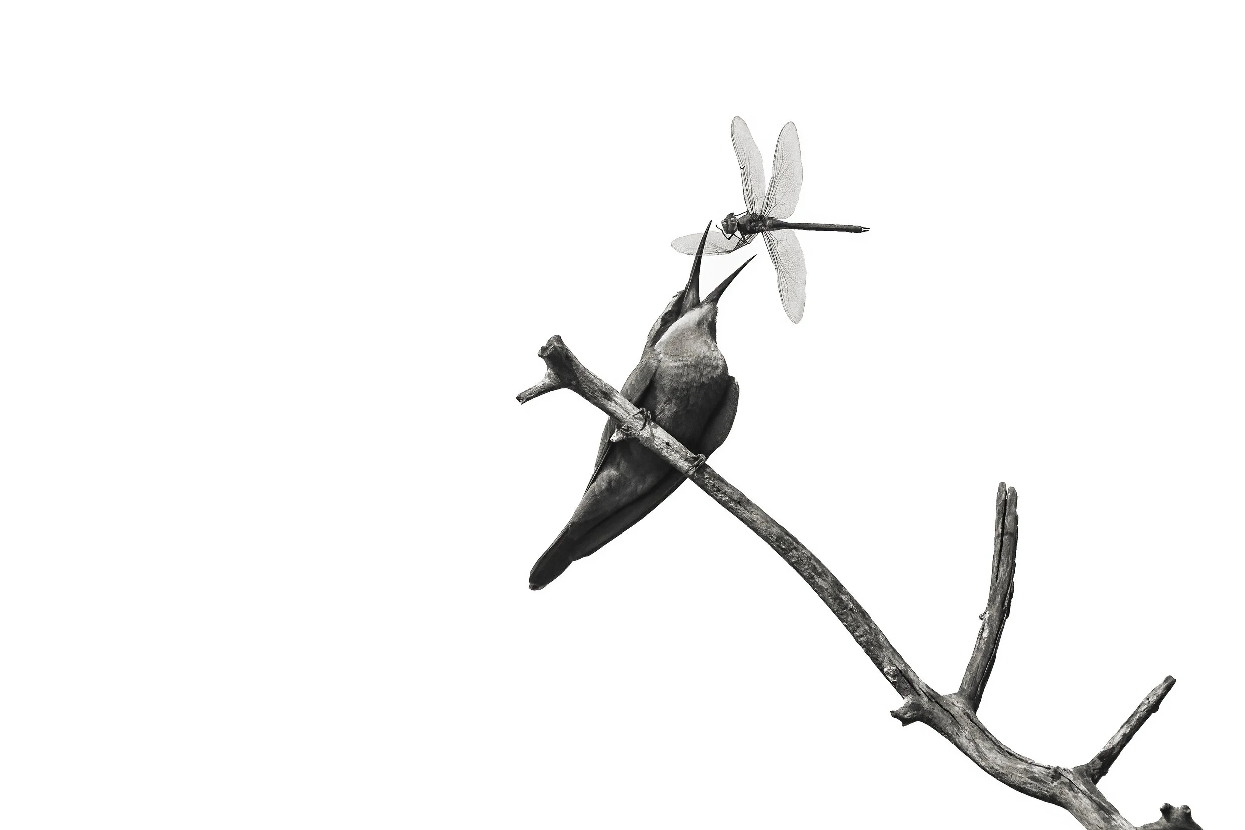 @kristopherandres Afica9 OFFBEAT Photography.jpeg