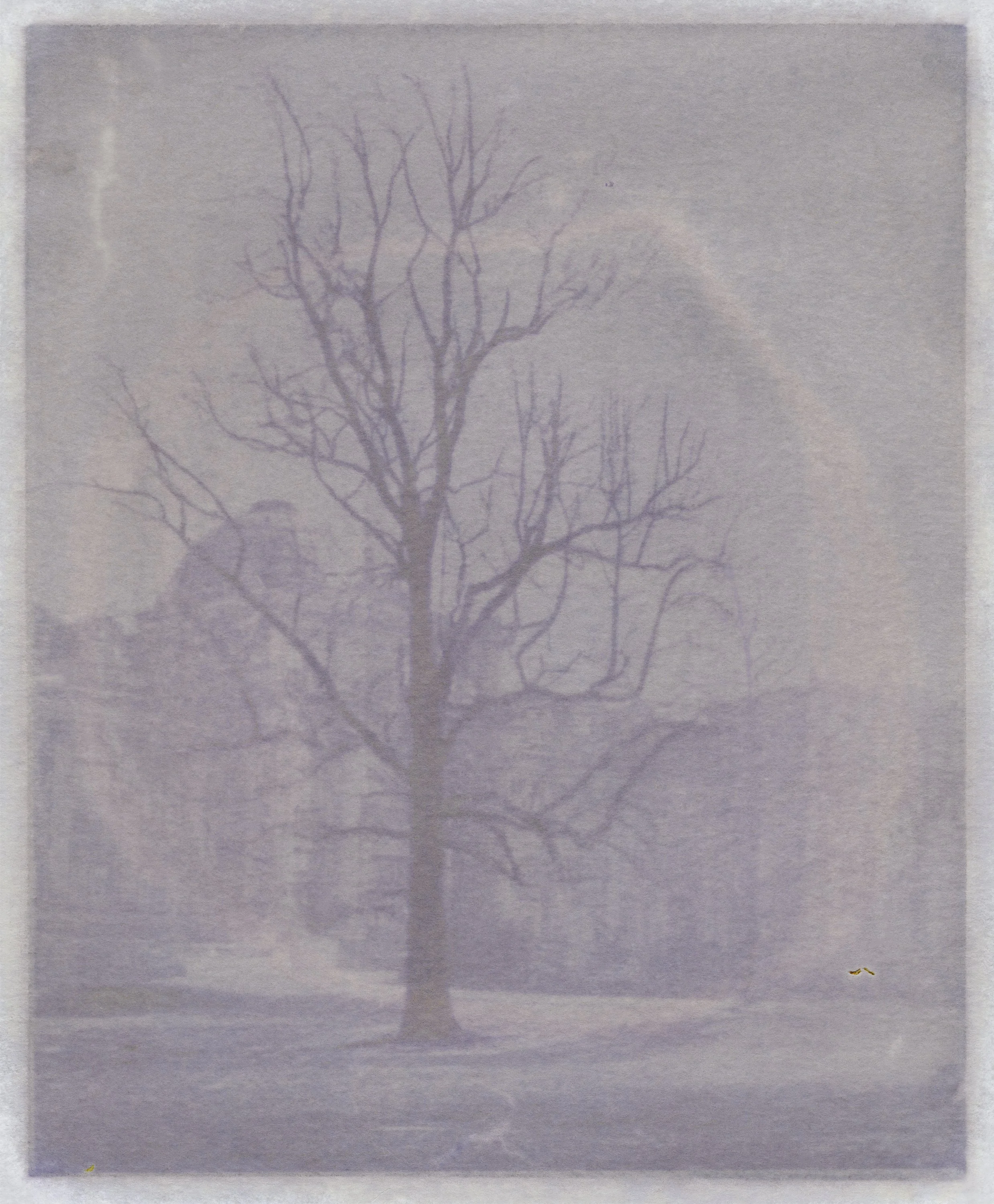 Amanda MARCHAND & Leah SOBSEY 
 Liriodendron Tulipifera N7185 - Calla Lily & Daffodil , 2026 
Edition 1 of 3 + 1 AP 
Archival pigment print. 
40 x 33 inches (101.6 x 83.8 cm) Sheet 
RWFA 20050