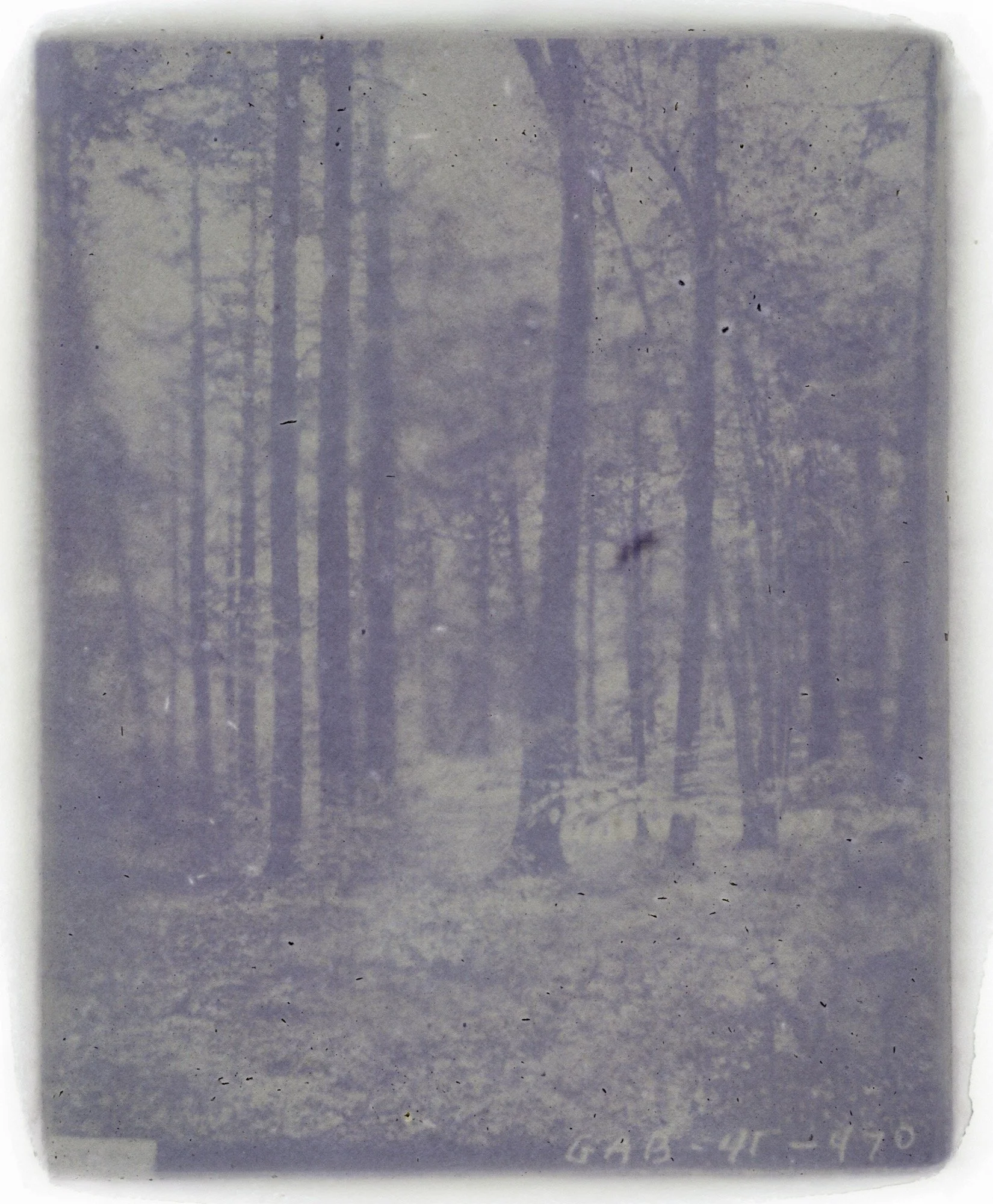 Amanda MARCHAND & Leah SOBSEY 
 Tsuga Canadensis N5716 - Iris & Calla Lily,  2026 
Edition 1 of 3 + 1 AP 
Archival pigment print 
40 x 33 inches (101.6 x 83.8 cm) 
RWFA 20042 
Framed 