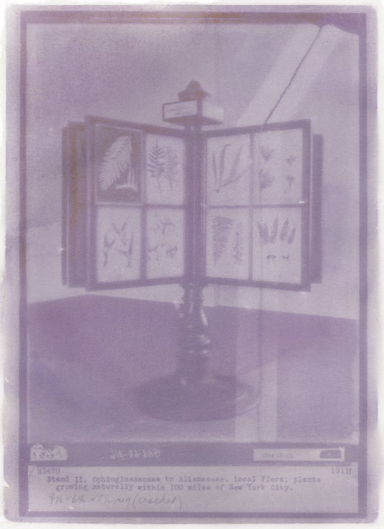 Amanda MARCHAND & Leah SOBSEY 
 Stand - Pink & Orange Tulip , 2026 
Edition 1 of 3 + 1 AP 
Archival pigment print. 
20 x 14 1/2 inches (50.8 x 36.8 cm) Sheet 
RWFA 19992