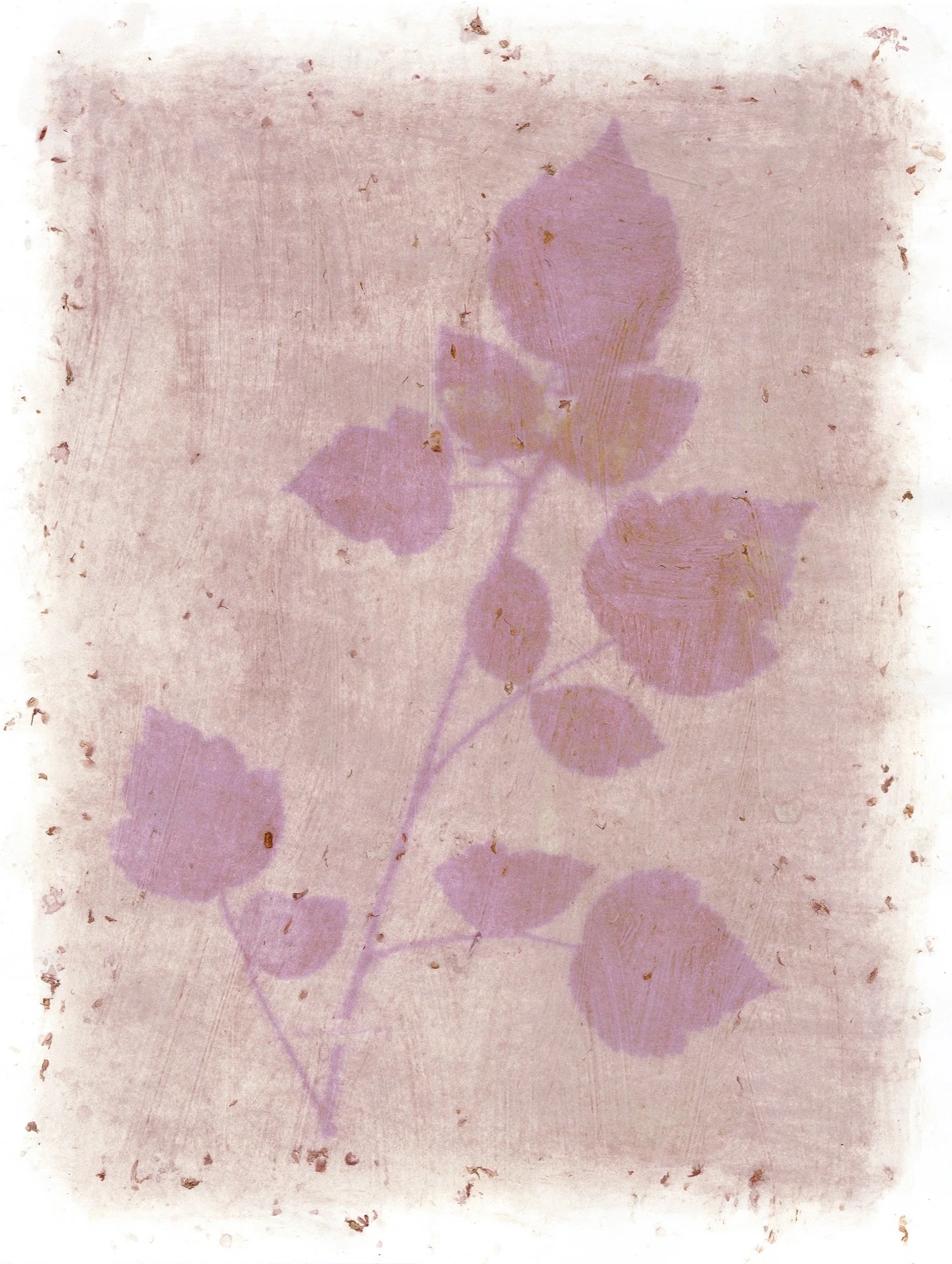 Amanda MARCHAND & Leah SOBSEY 
 Wineberry,  2024 
Edition 1 of 6 + 1 AP 
Archival pigment print 
21 1/2 x 16 1/5 inches (54.6 x 41.1 cm) 
RWFA 19123 
Framed 