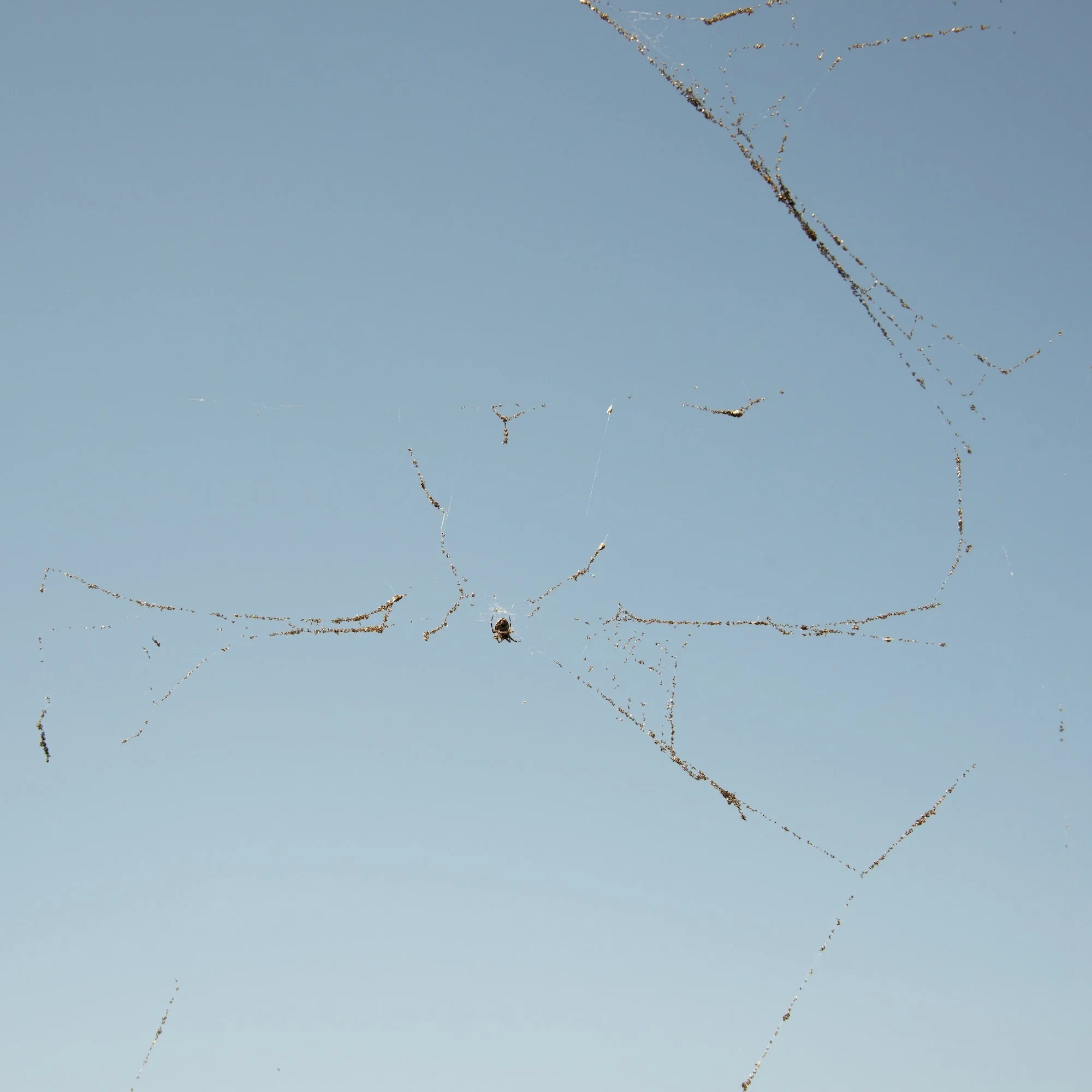 Torrance YORK 
 Untitled #2018 , 2024 
Interstices, Edition 1 of 3 + 1 AP 
Archival pigment print 
Signed and numbered 1/3 in ink on a label 
affixed to the reverse of the mount. 
20 x 20 inches (50.8 x 50.8 cm) Image 
24 x 24 inches (61 x 61 cm) She
