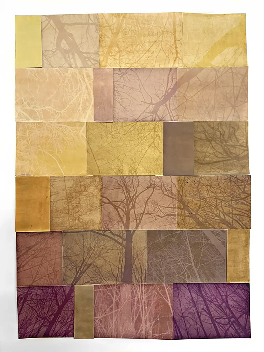 Amanda MARCHAND & Leah SOBSEY 
 Forest Family - Maple, Dogwood, Cherry, Oak, Hickory, Beech, Gingko, Pine Smoketree, Sweetgum,  2026
 
Edition 1 of 3 + 1 AP 
Archival pigment print collage 
66 1/4 x 51 1/8 inches (168.3 x 129.9 cm) 
RWFA 19964 