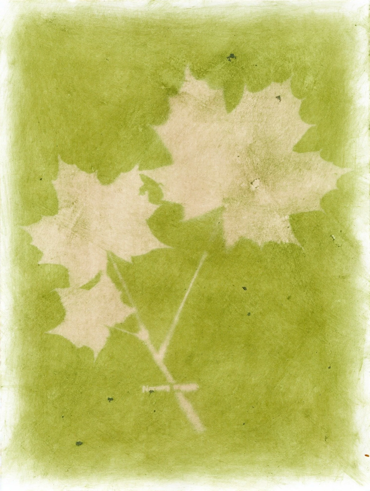 Amanda MARCHAND & Leah SOBSEY 
 Norway Maple , 2024 
Edition 1 of 3 + 1 AP 
21 1/2 x 16 1/4 inches (54.6 x 41.3 cm) Sheet 
RWFA 19129