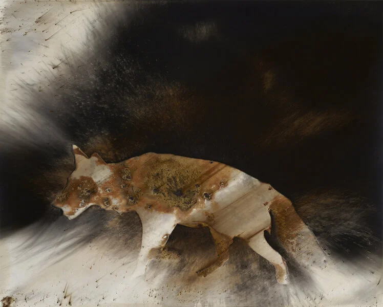 Coyote #6,   2016  
Gunpowder generated gelatin silver print  
16 x 20 inches  
Framed