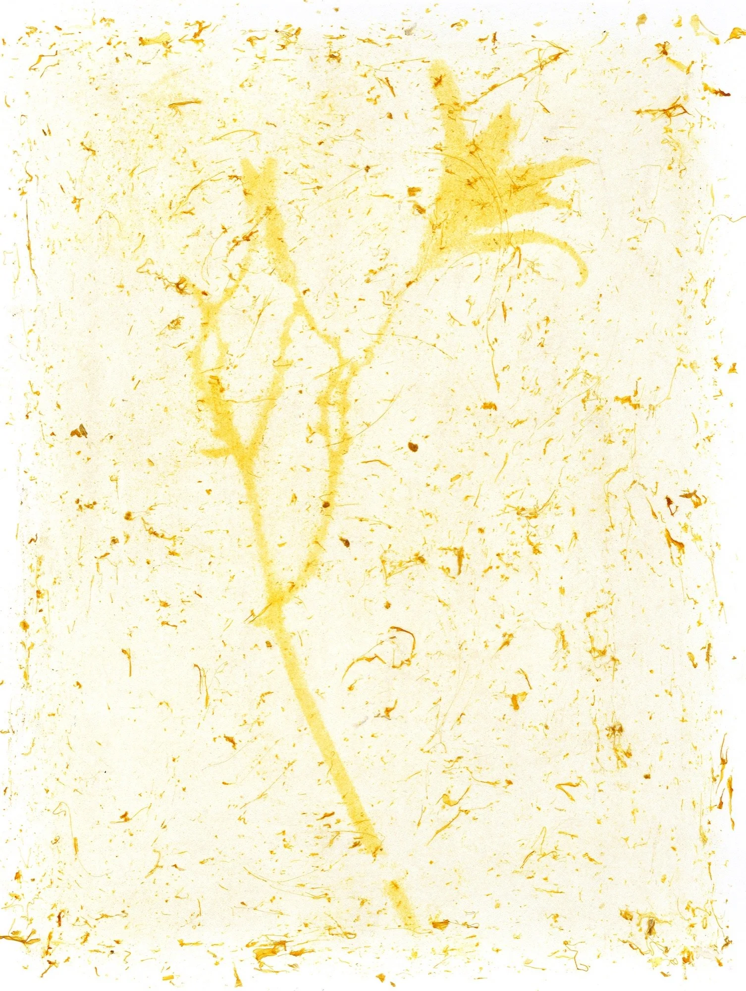 Amanda MARCHAND & Leah SOBSEY 
 Orange Daylily , 2024 
Edition 1 of 3 + 1 AP 
21 1/2 x 16 1/4 inches (54.6 x 41.3 cm) Sheet 
RWFA 19117