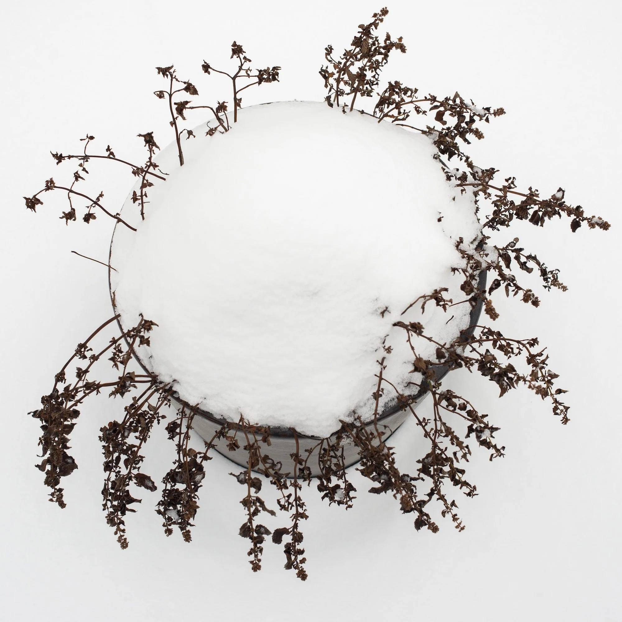 Torrance YORK 
 Untitled #9145 , 2026 
Interstices, Edition 1 of 3 + 1 AP 
Archival pigment print 
Signed and numbered 1/3 in ink on a label 
affixed to the reverse of the mount. 
20 x 20 inches (50.8 x 50.8 cm) Image 
24 x 24 inches (61 x 61 cm) She