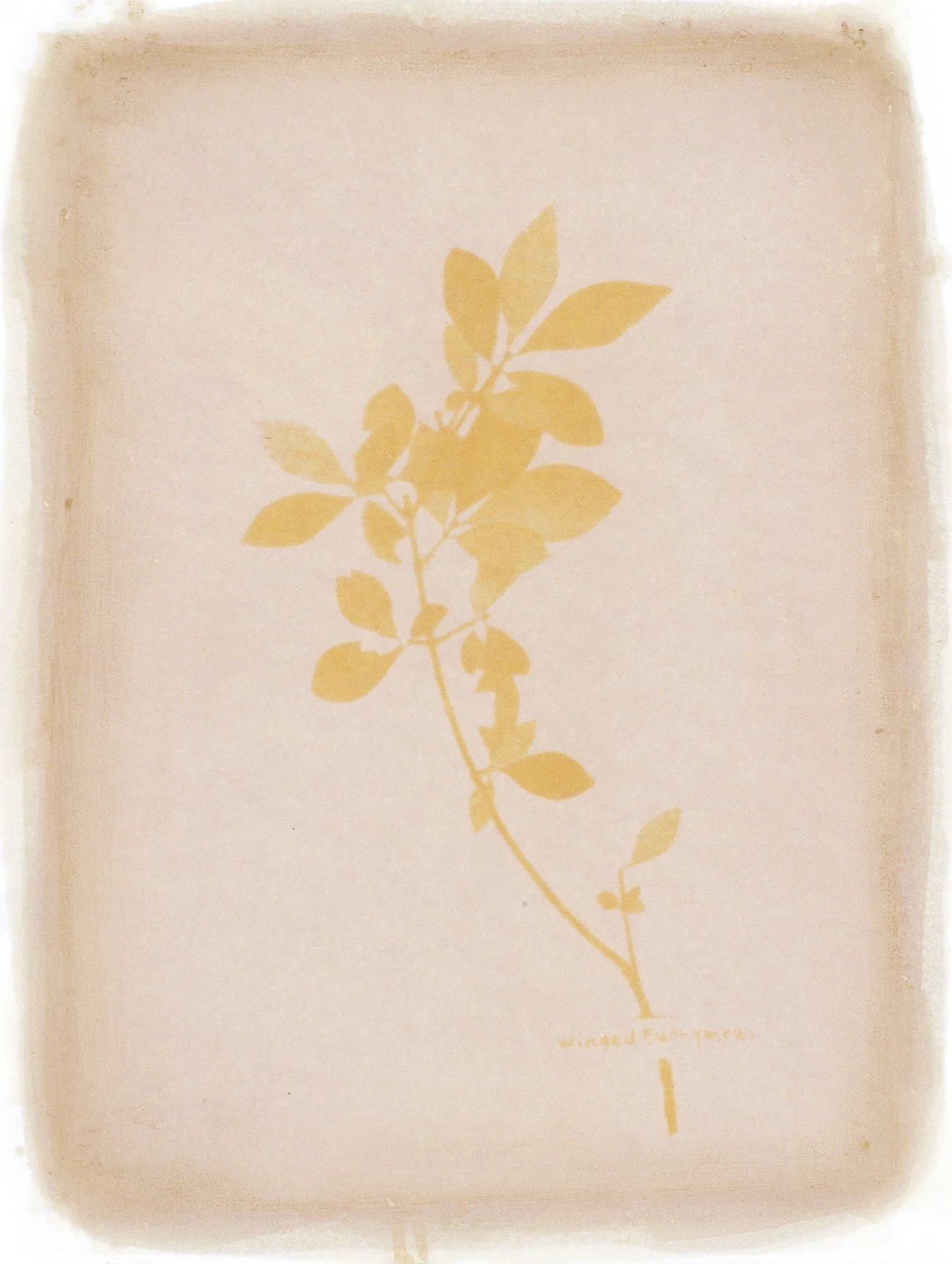 Amanda MARCHAND & Leah SOBSEY 
 Winged Euonymus,  2024 
Edition 1 of 6 + 1 AP 
Archival pigment print 
21 1/2 x 16 1/5 inches (54.6 x 41.1 cm) 
RWFA 19093 
Framed 