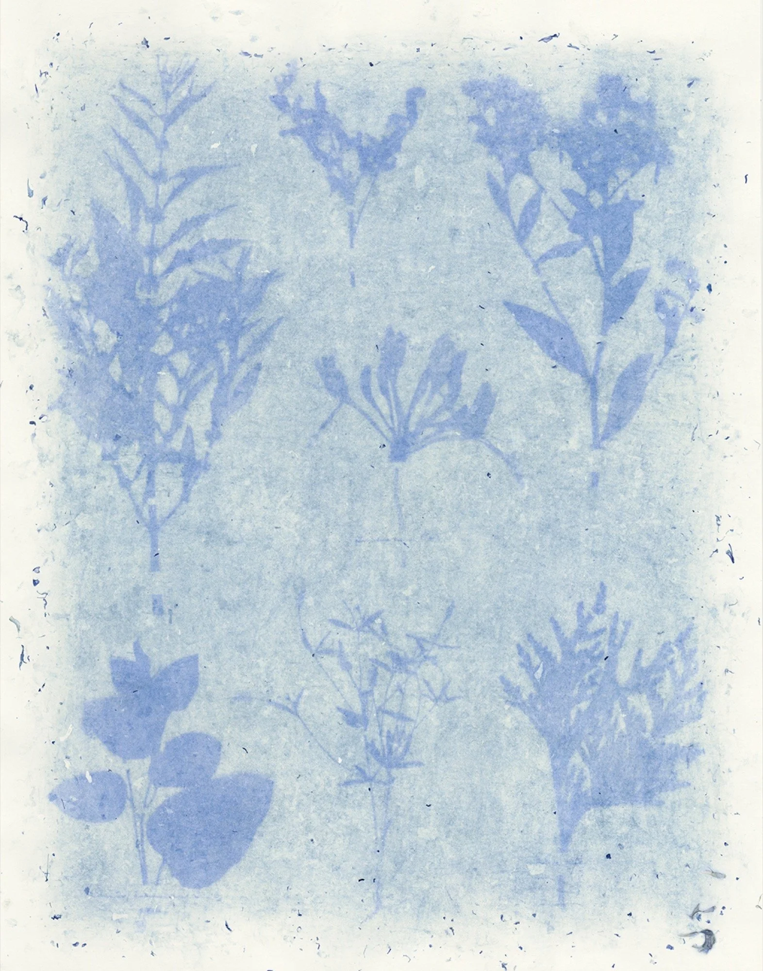 Amanda MARCHAND and Leah SOBSEY 
 Herbarium Plate 62 - Purple Hyacinth,  2023 
Edition 1 of 6 + 2 APs 
Archival pigment print 
40 x 31 1/2 inches  (101.6 x 80 cm) 
RWFA 16142 