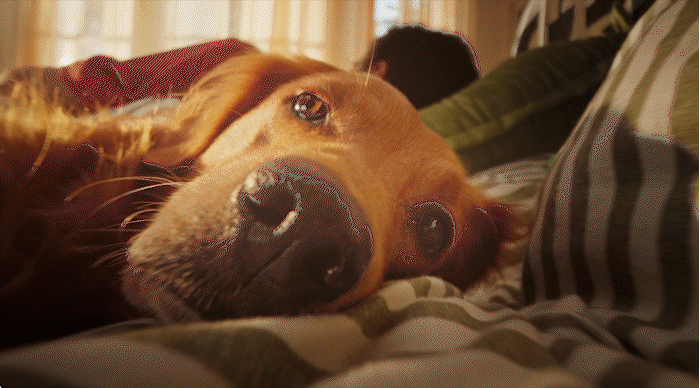 Harringtons x No Compromise